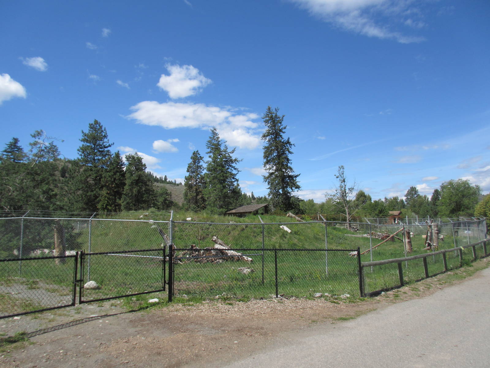 Grey Wolf Exhibit