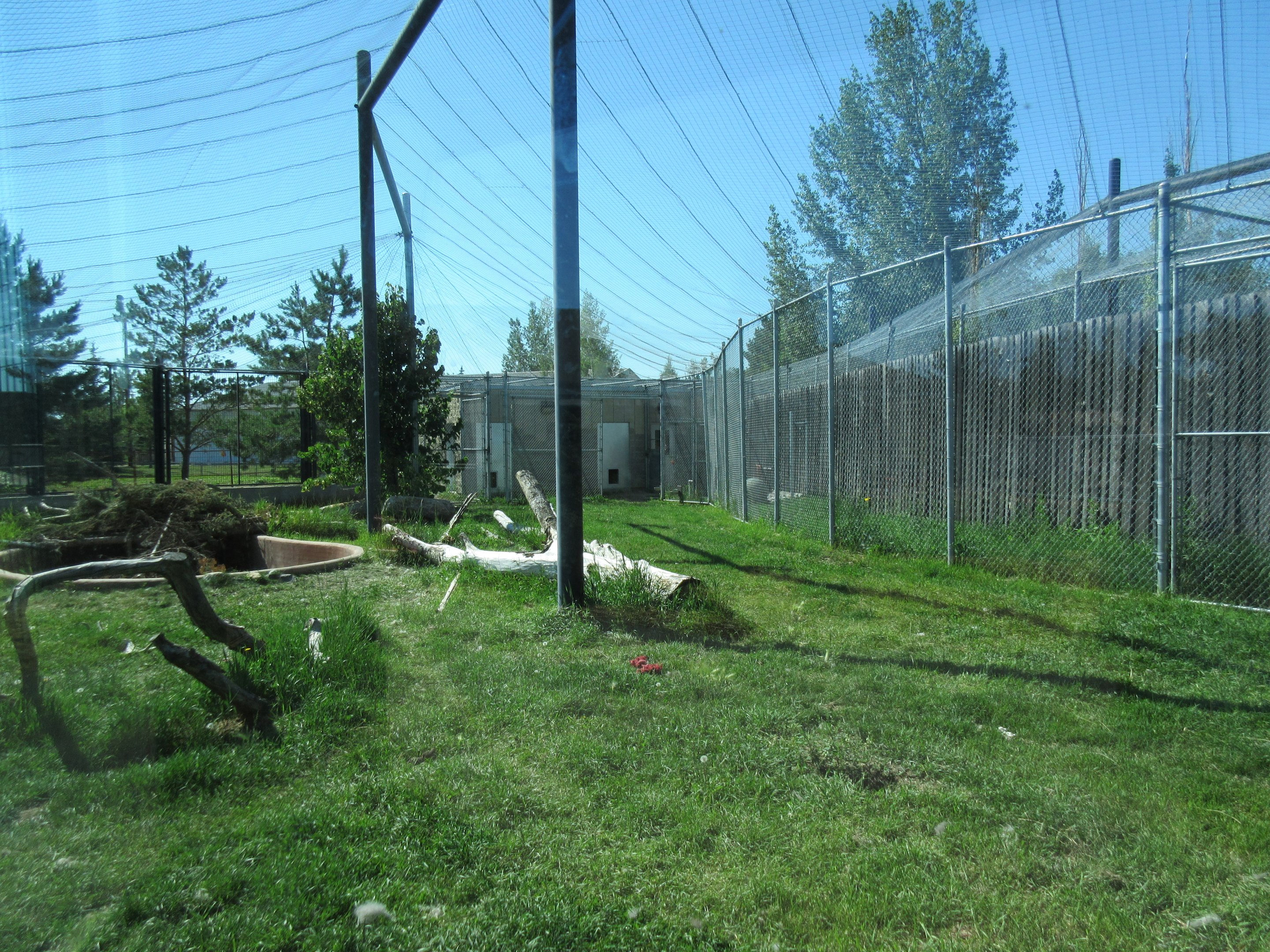 Grey Wolf Exhibit