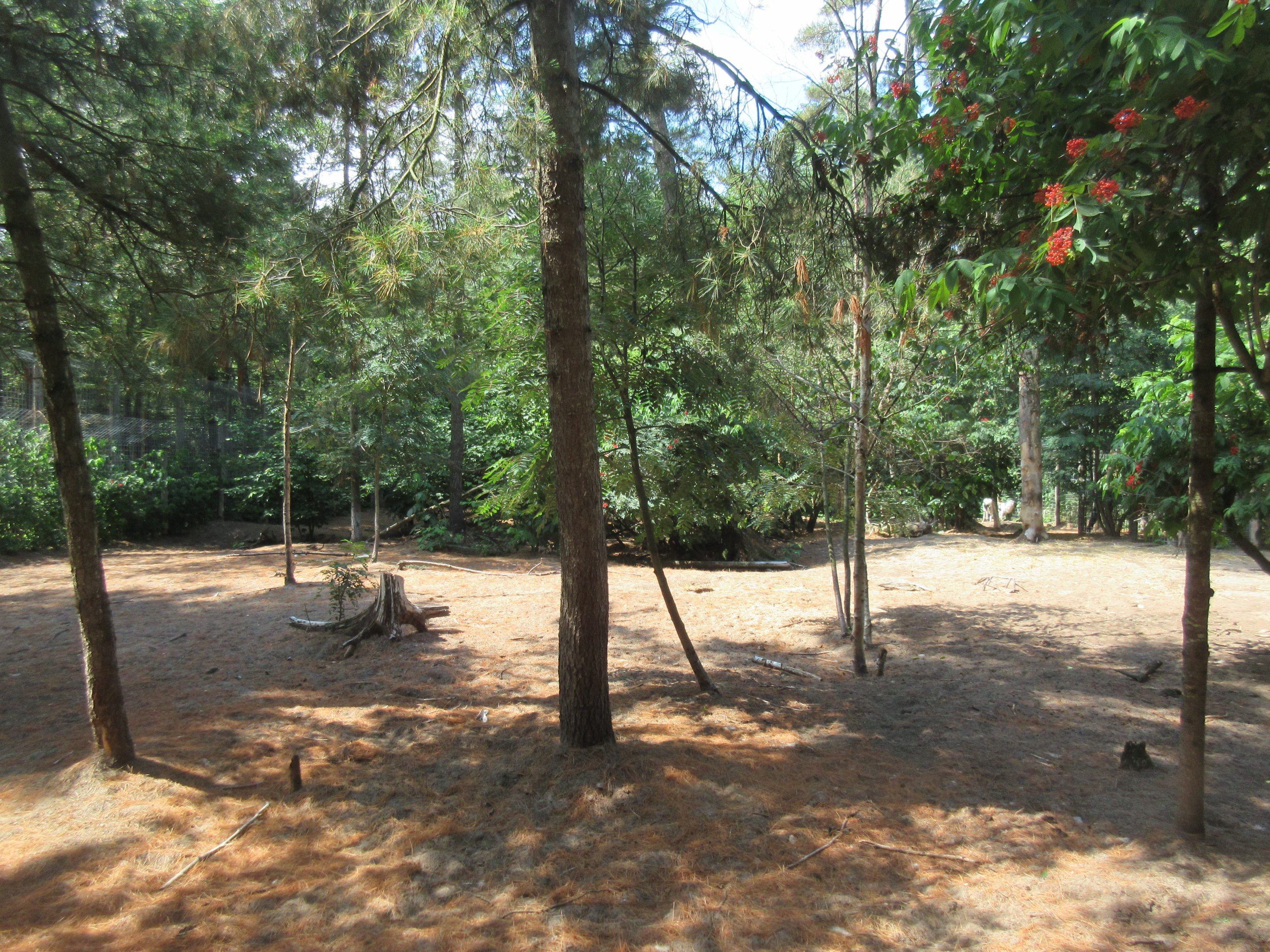 Grey Wolf Exhibit
