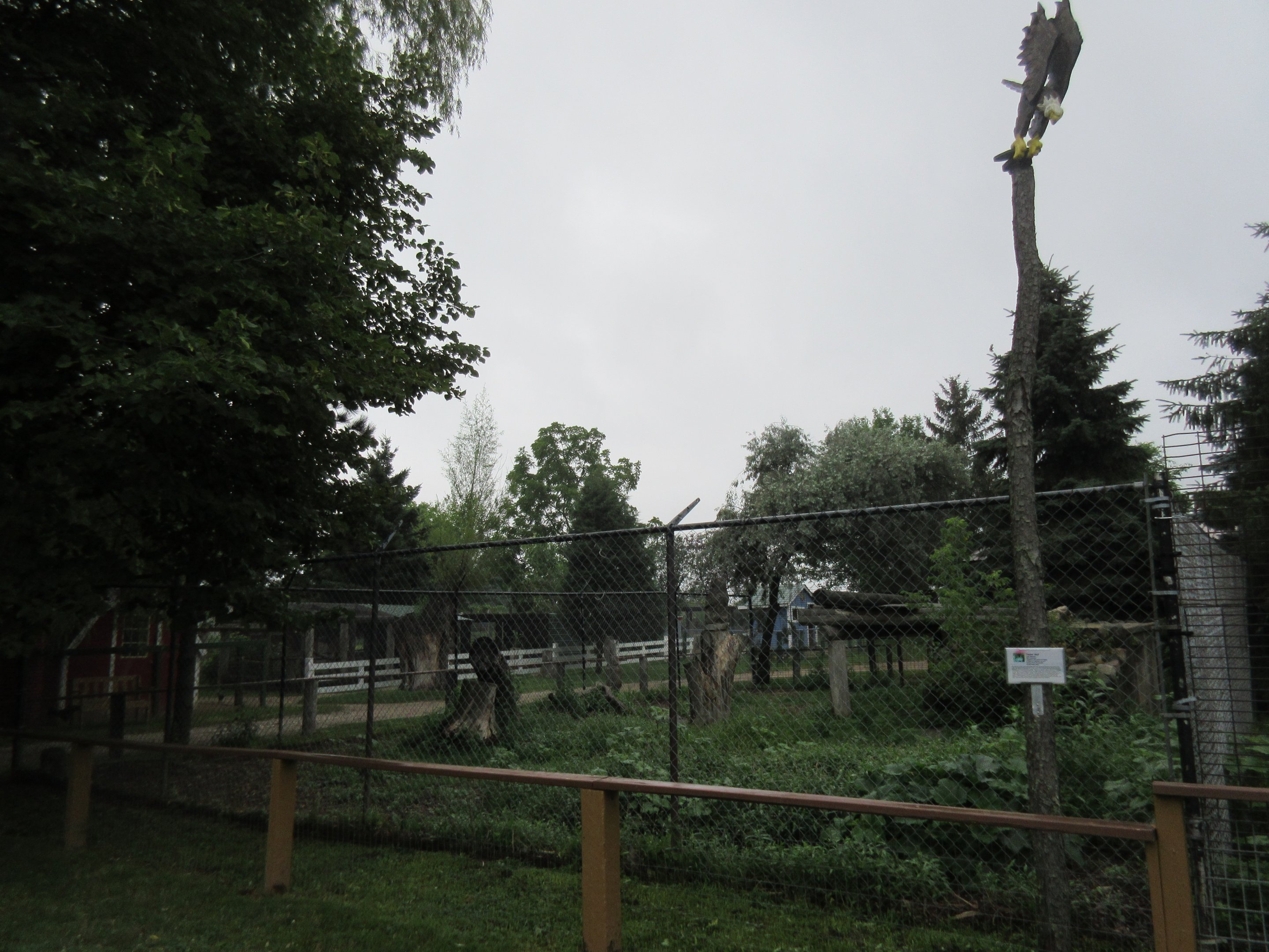 Grey Wolf Exhibit