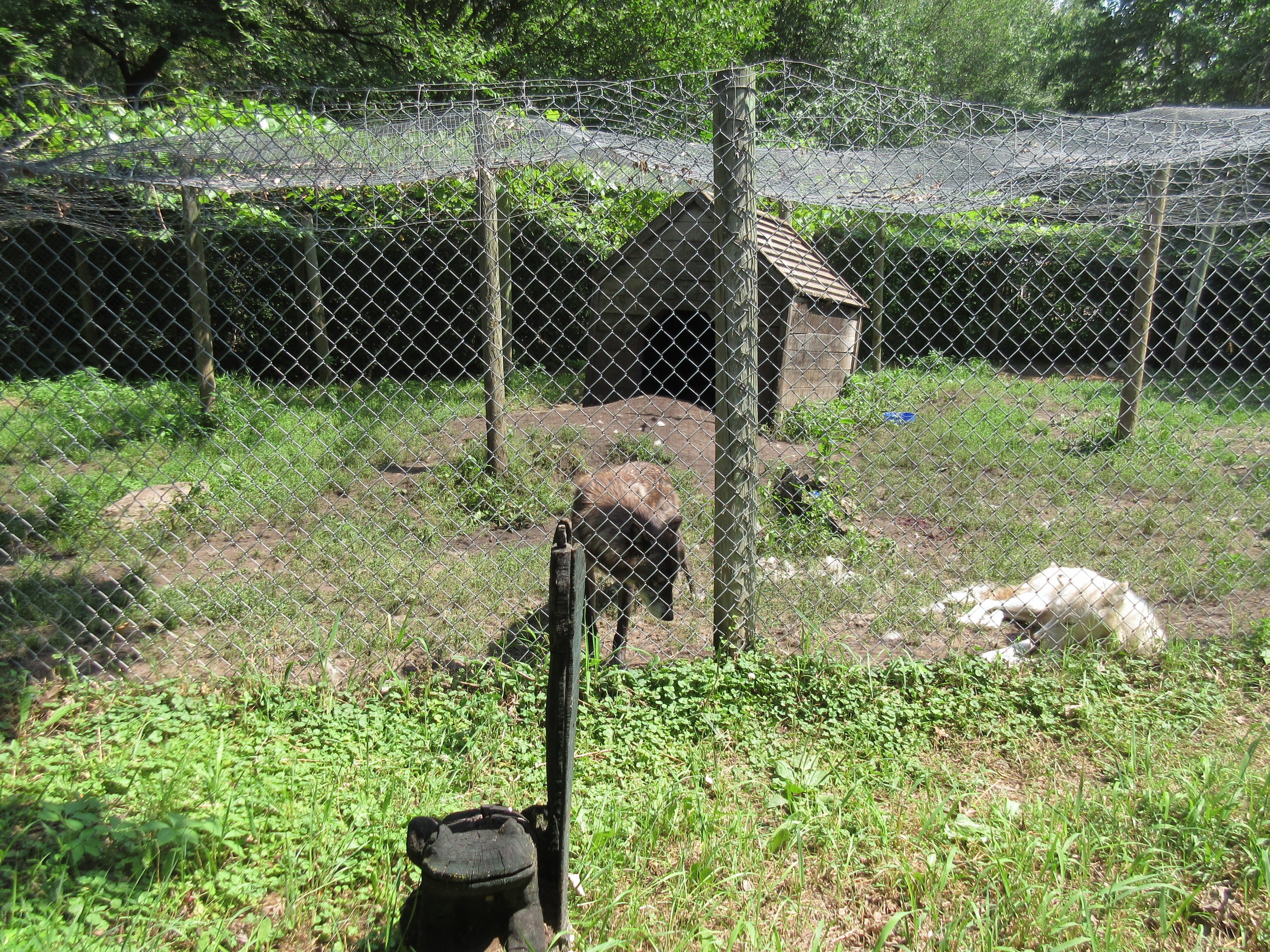 Grey Wolf Exhibit