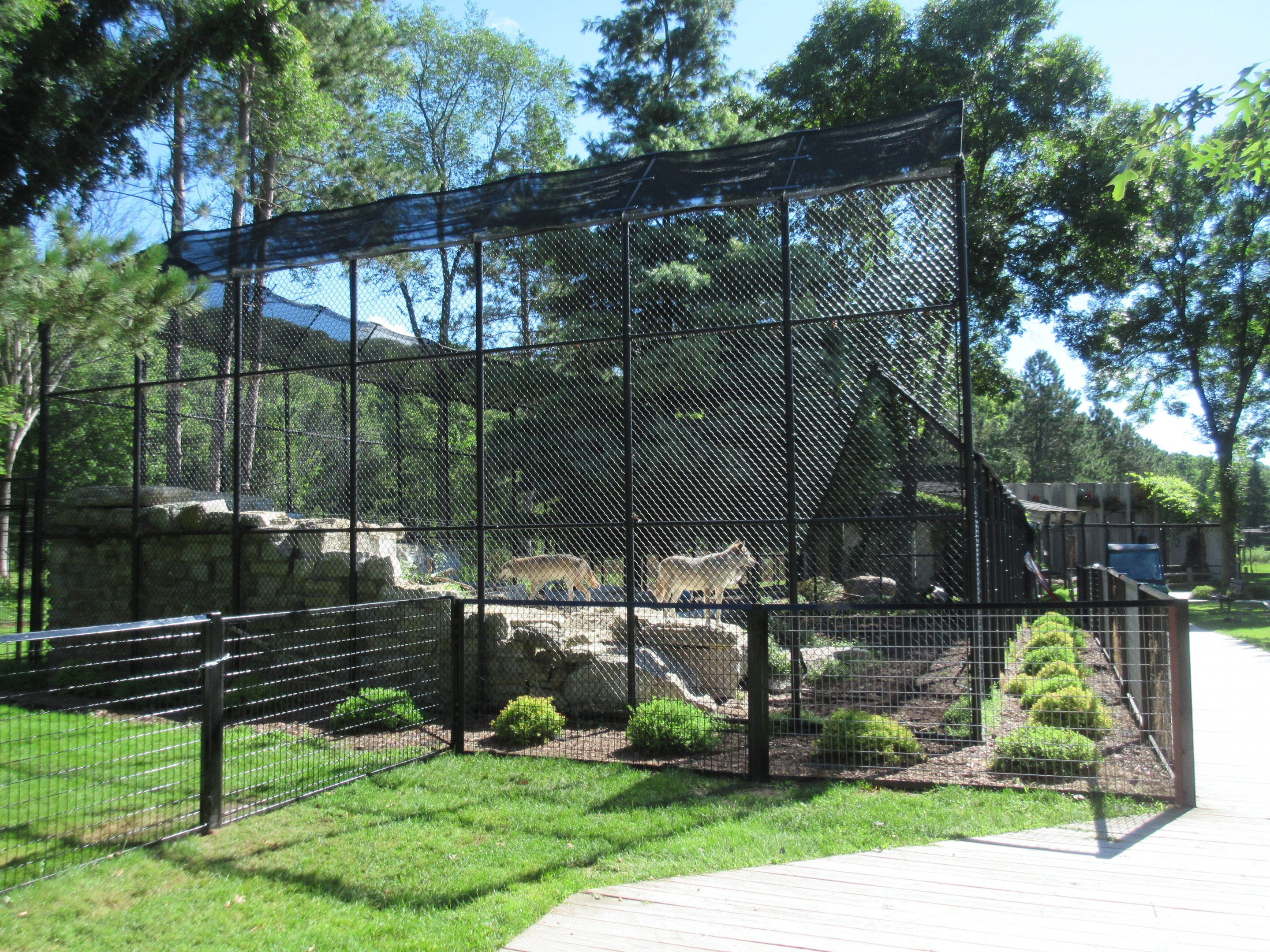 Grey Wolf Exhibit