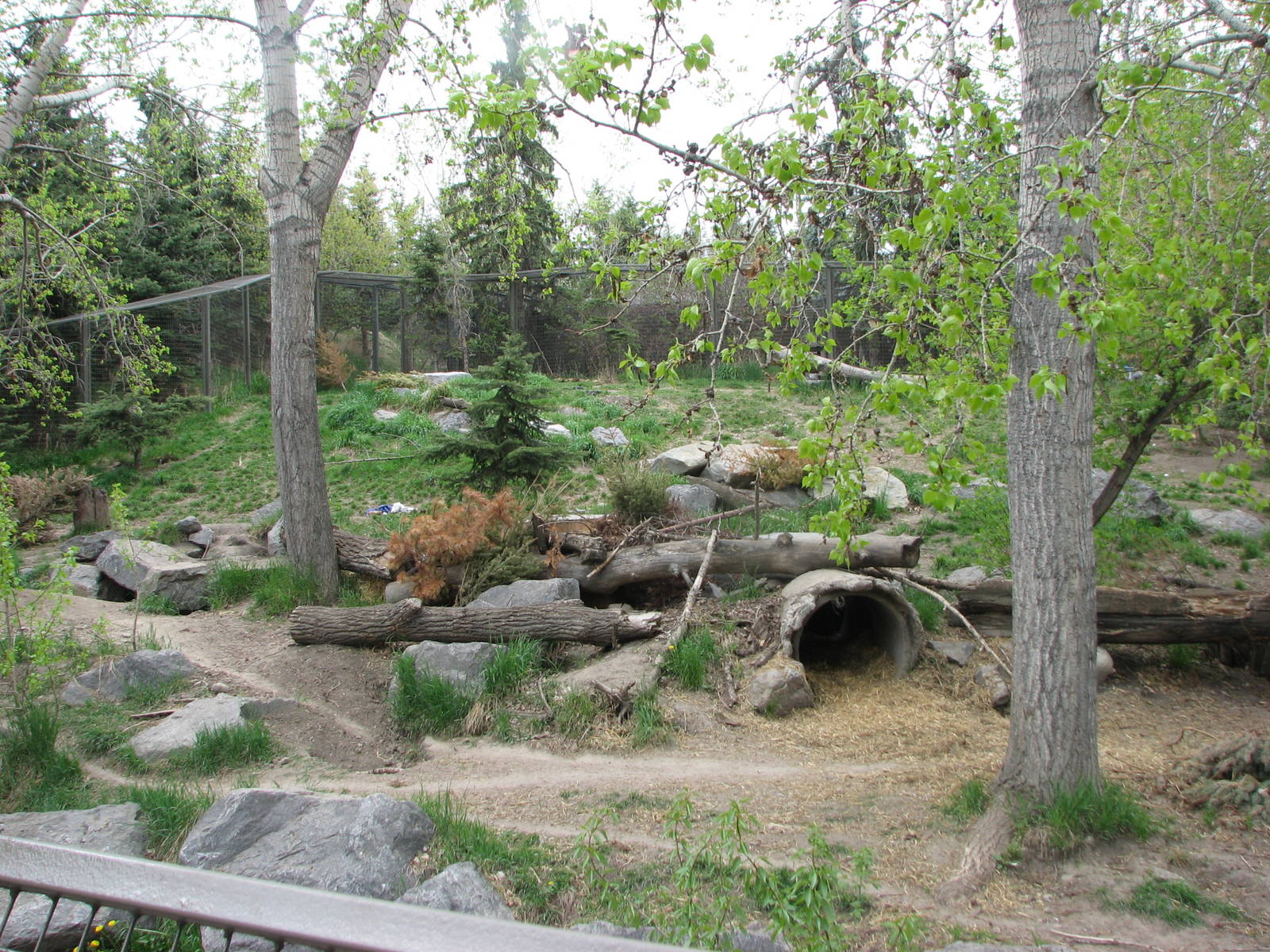 Grey Wolf Exhibit
