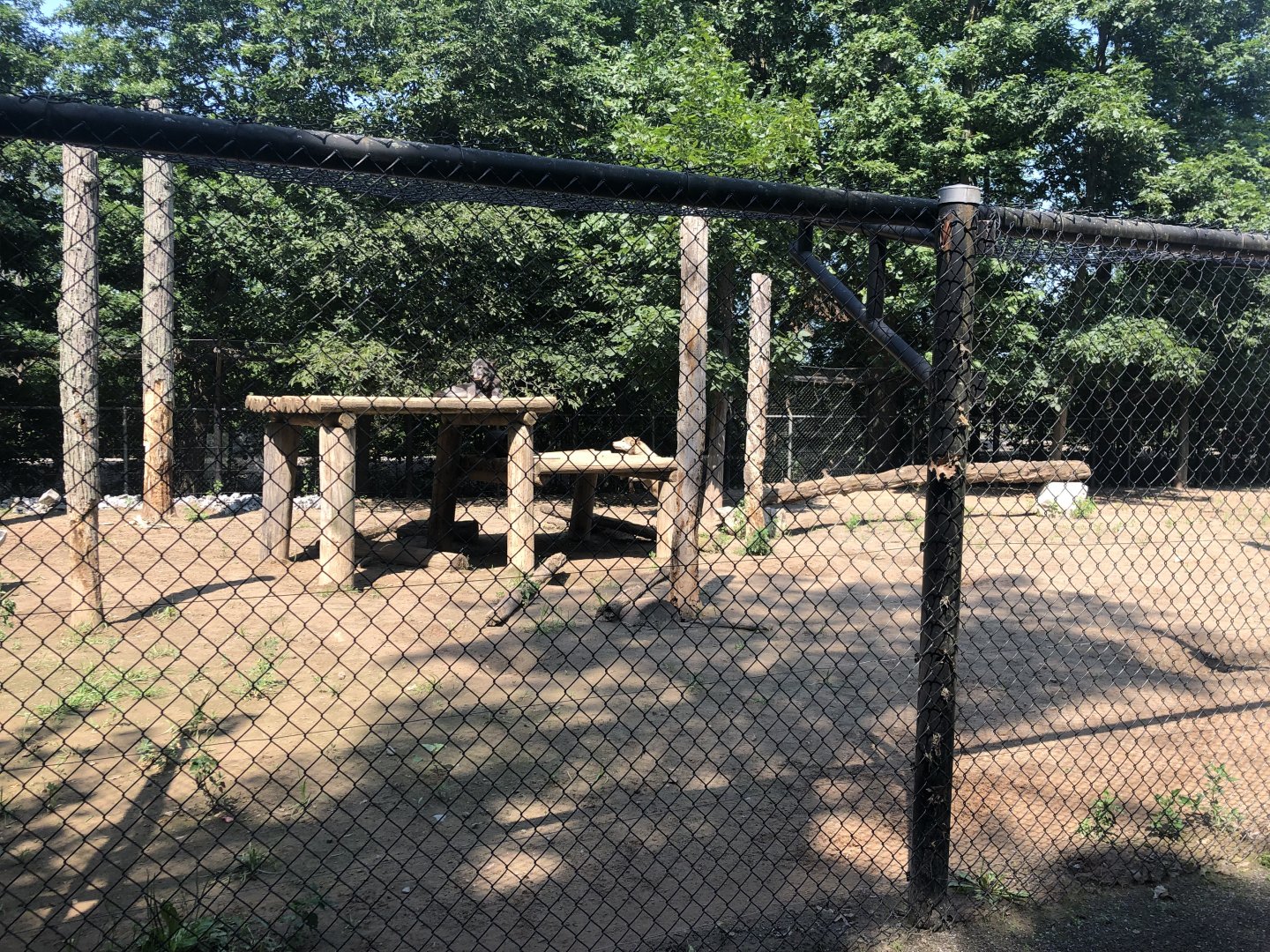 Grey Wolf Exhibit