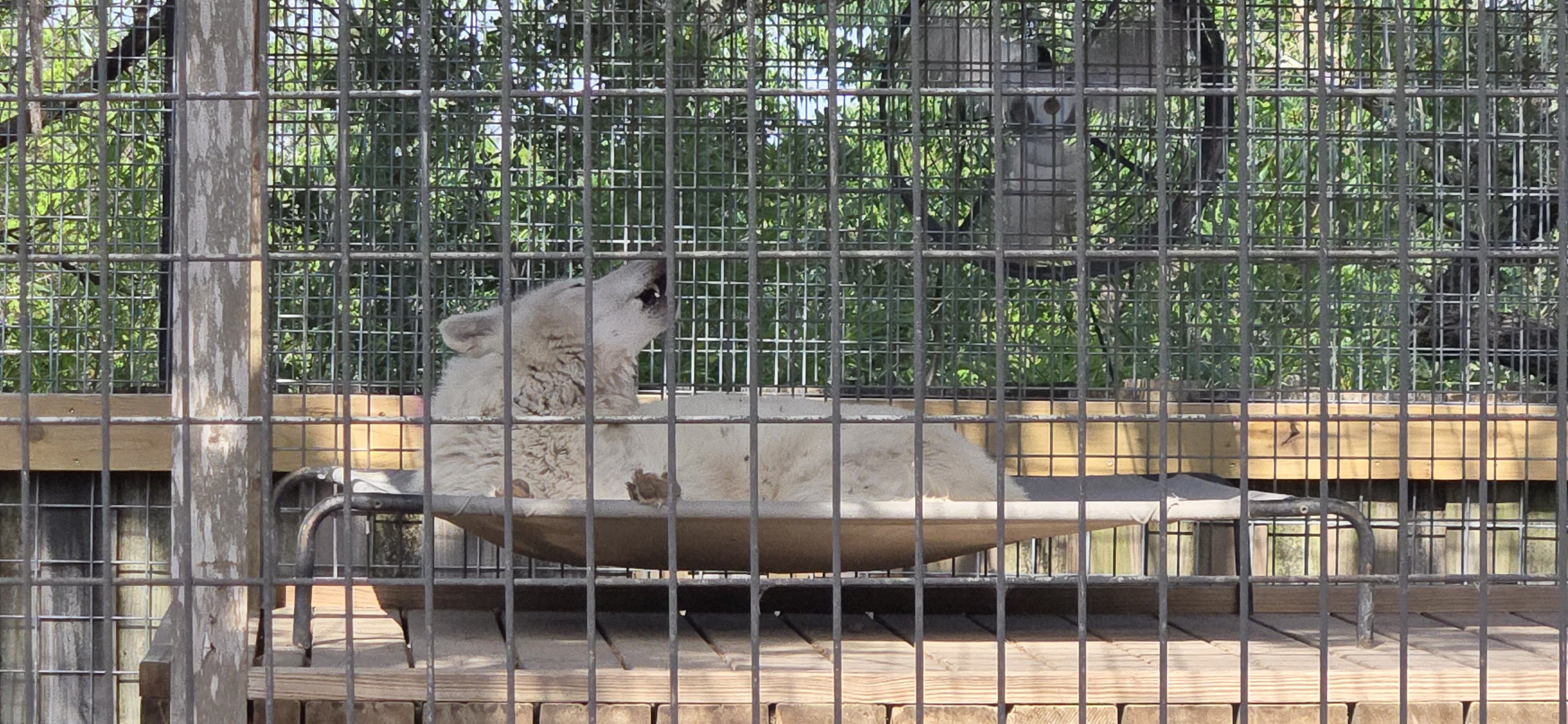 Grey Wolf - former vacant cage