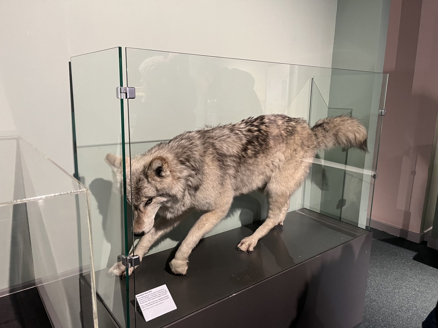 Grey wolf from Highland wildlife park (taken at Inverness museum 3.4.24)