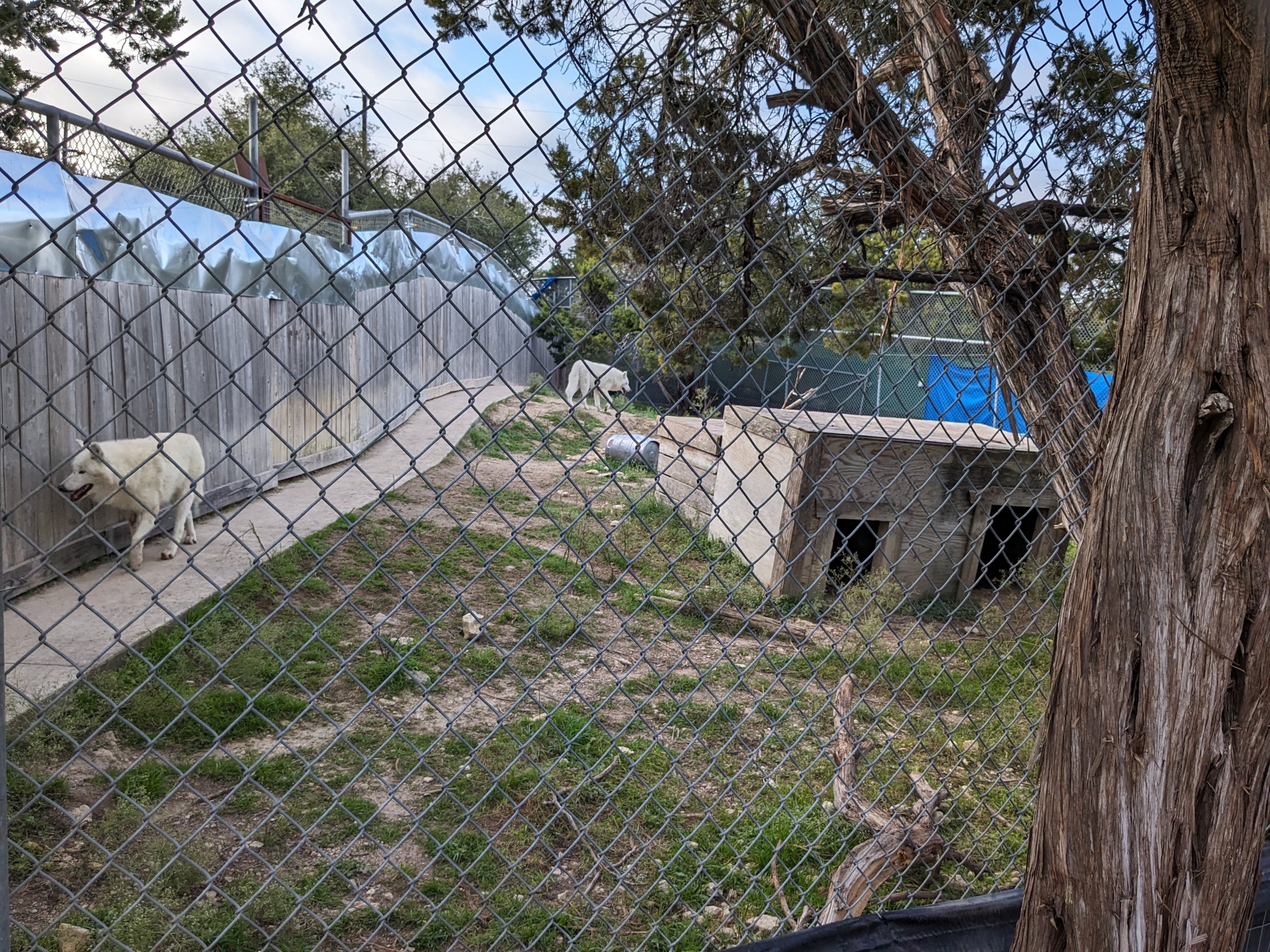 Grey Wolf habitat #2 - white wolves