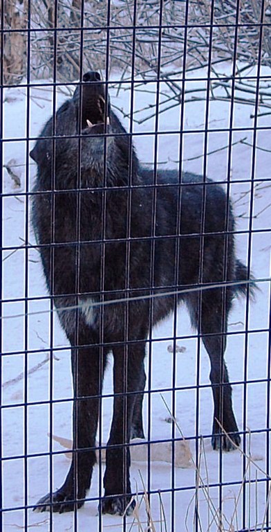 Grey Wolf howling