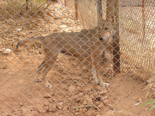 Grey Wolf in Antalya Zoo