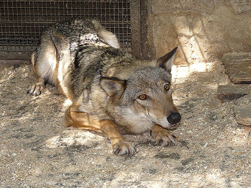 Grey wolf in Kishinev Zoo