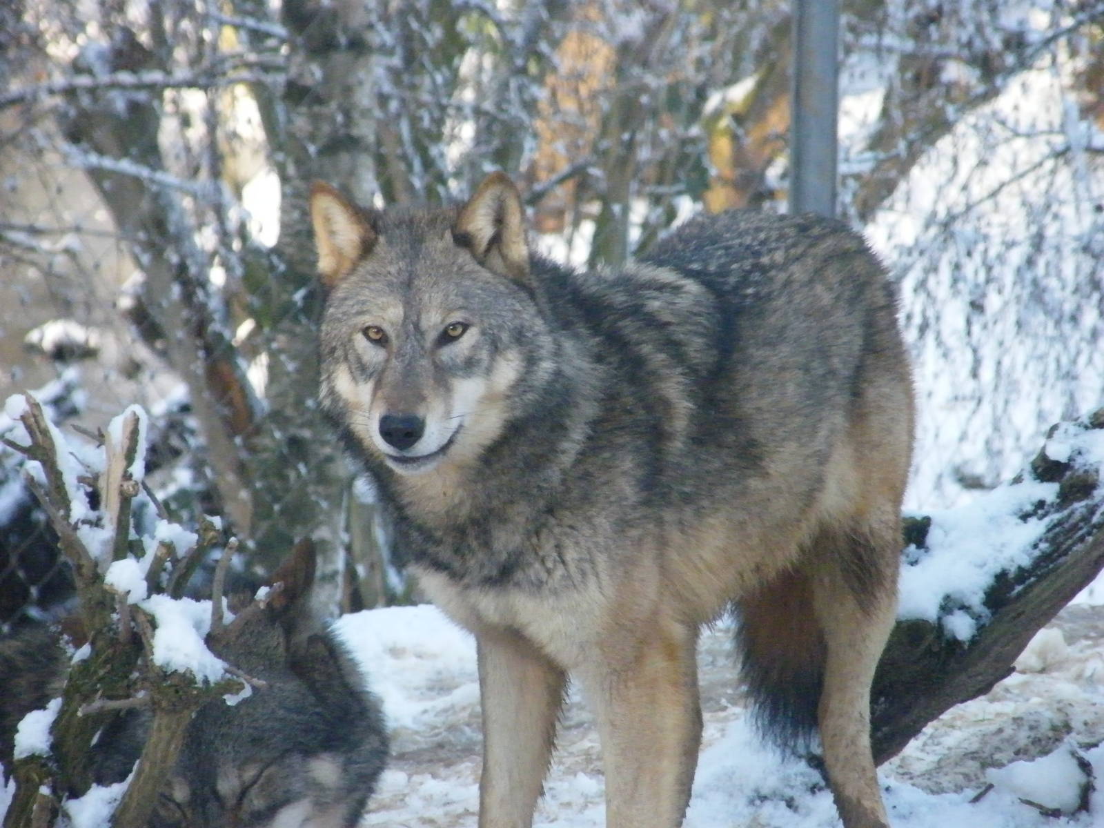 Grey Wolf in snow