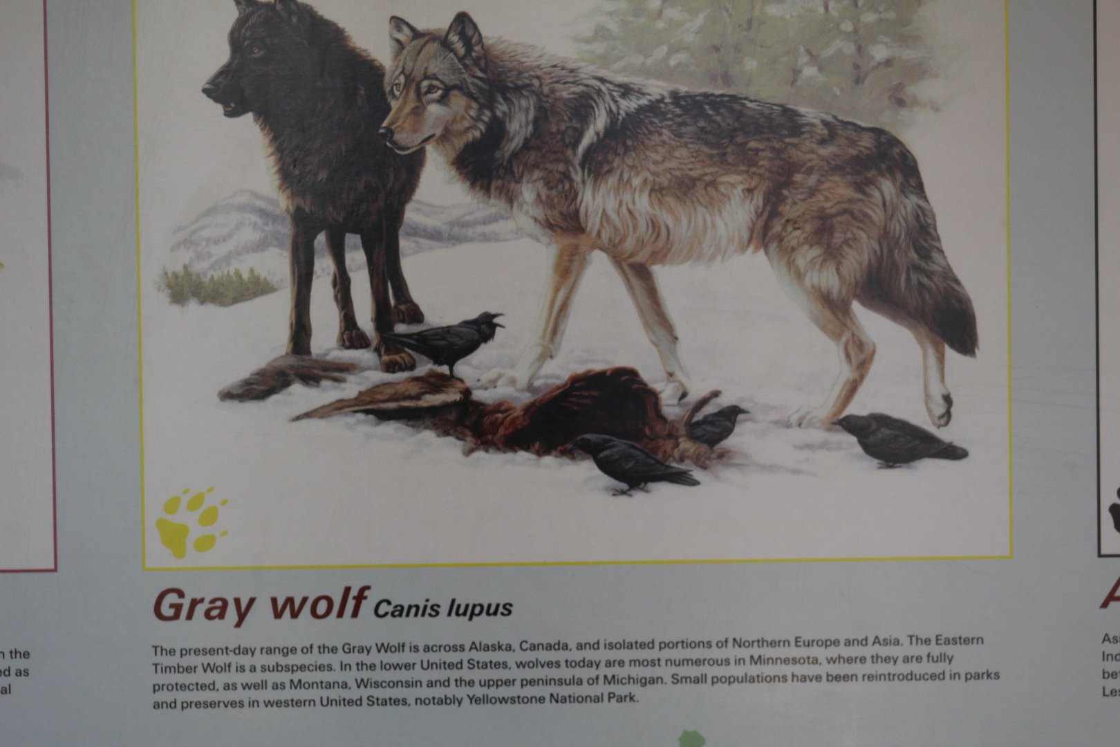 Grey Wolf Info.