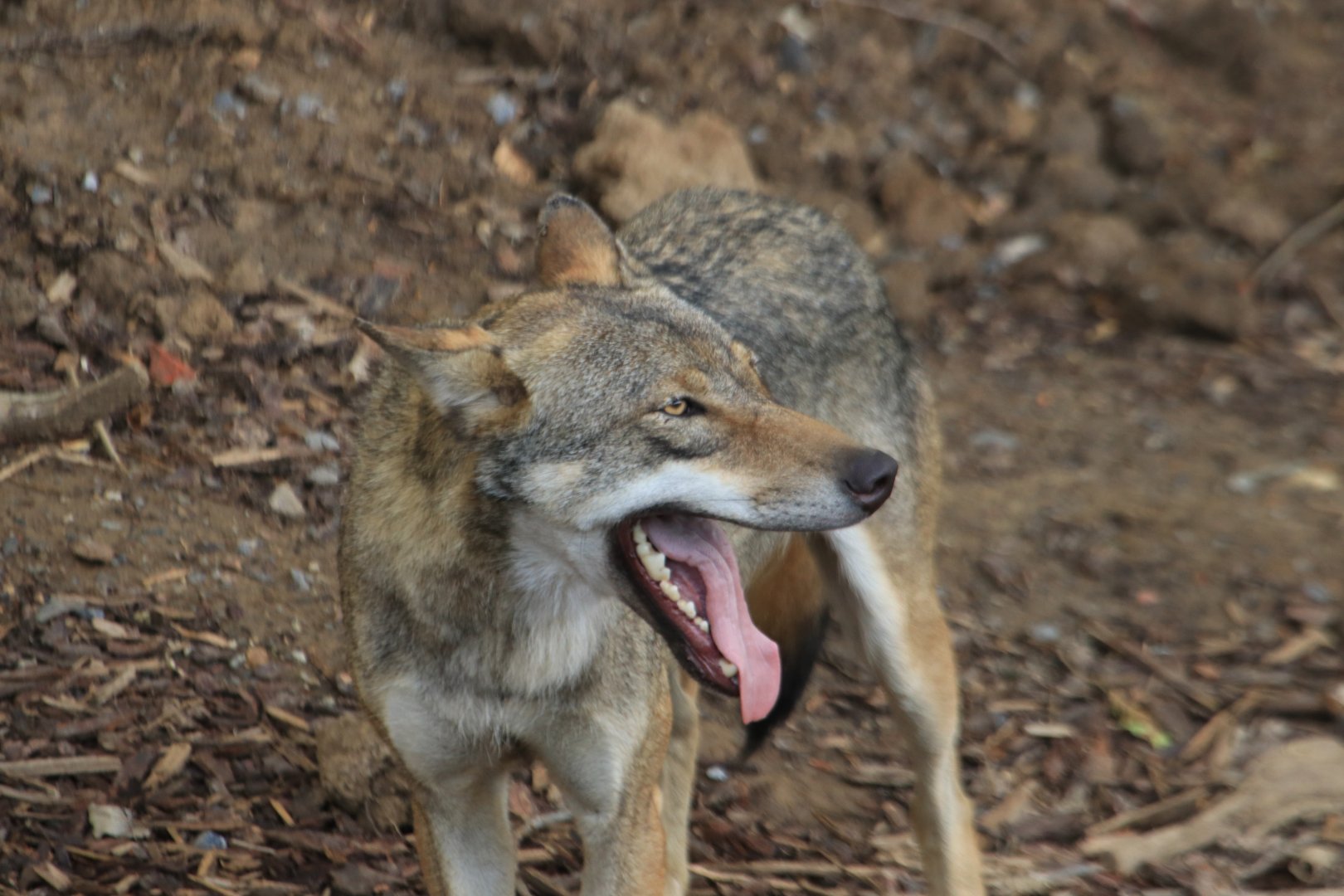 Grey wolf (July 2019)