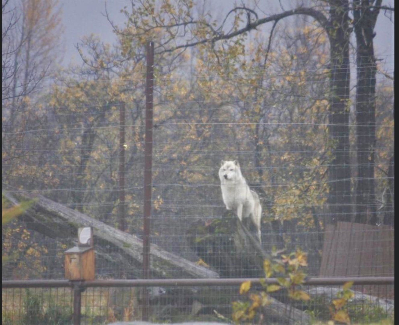 Grey Wolf - October 2020