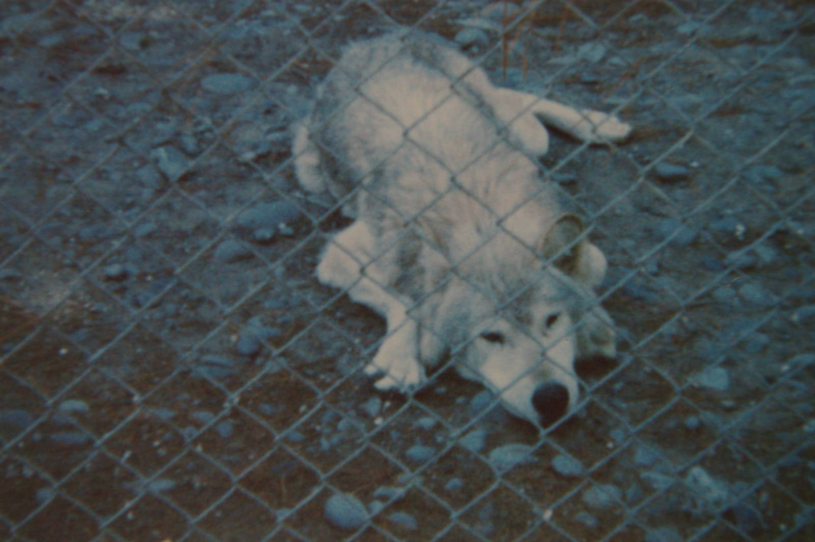 grey wolf, Orana Park