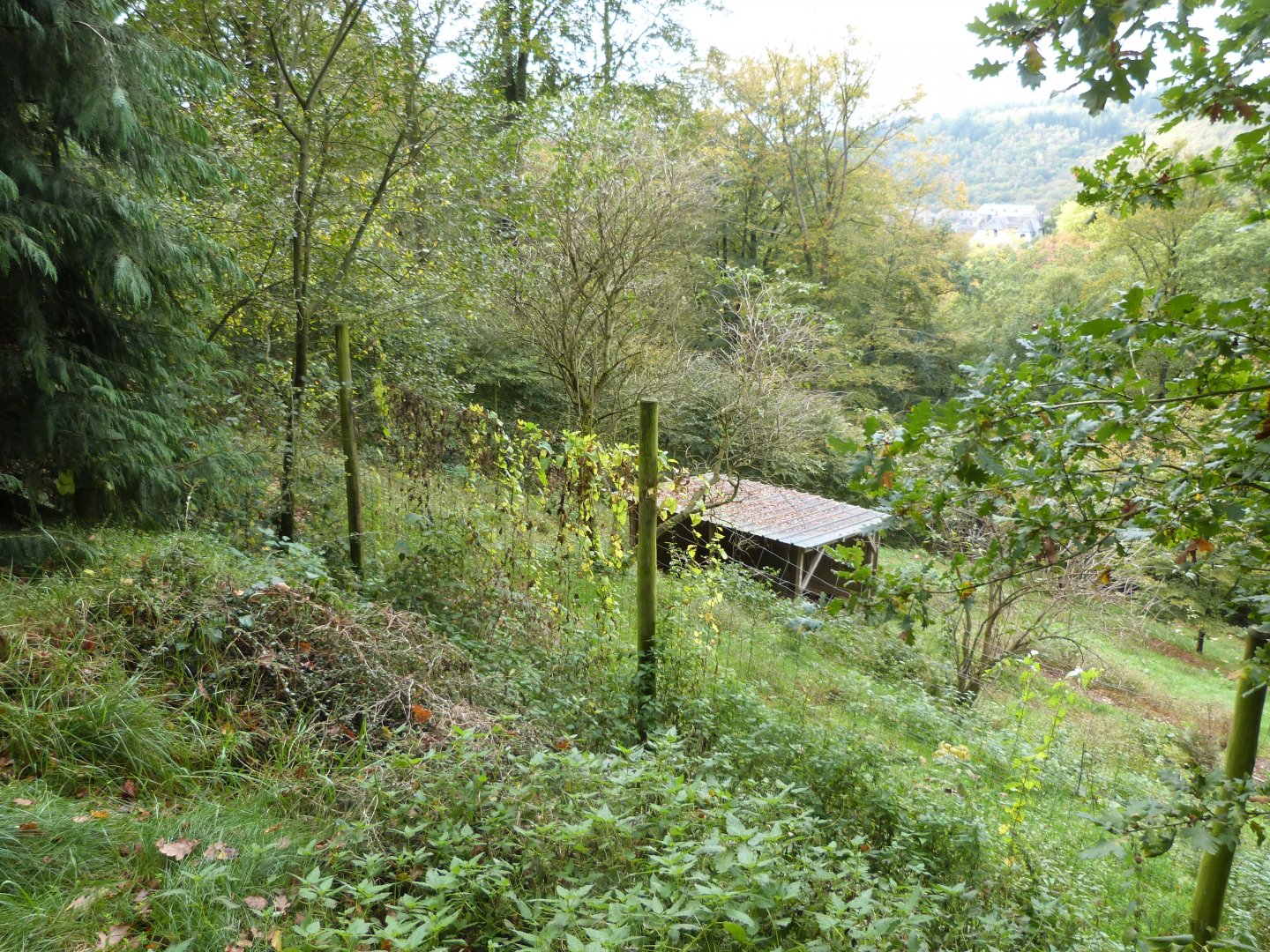 Grey wolf - Parc animalier de Bouillon