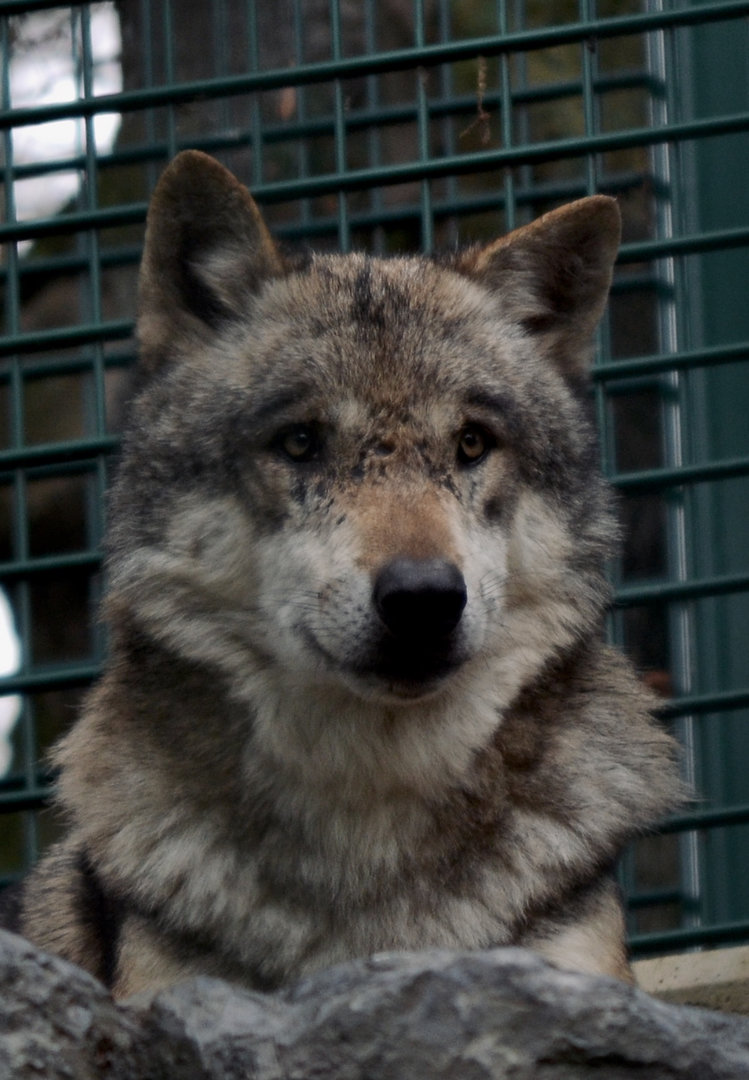 Grey Wolf - Sept 2022