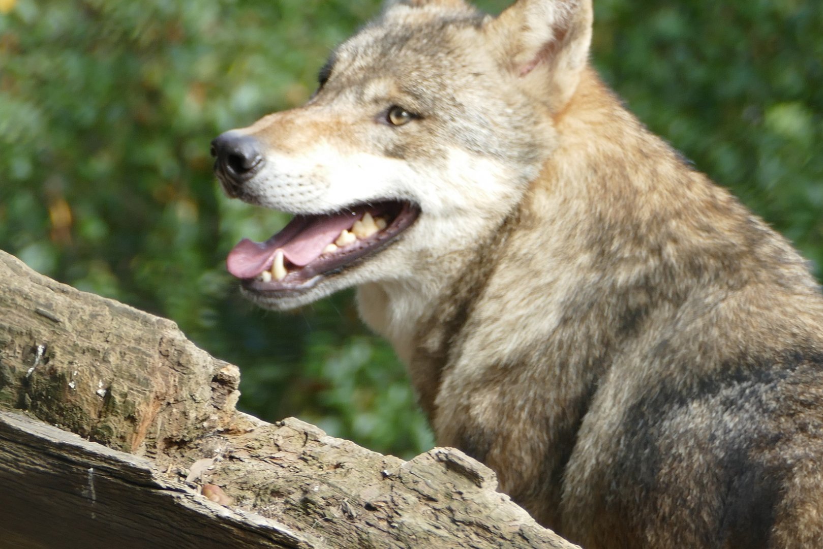 Grey wolf, September 2018