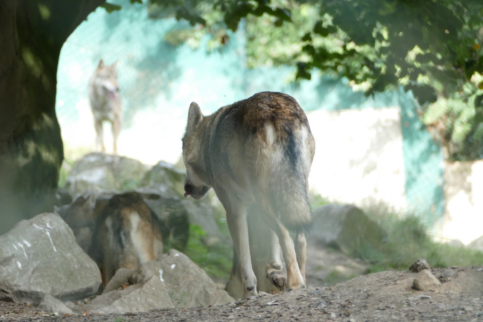 Grey wolf, September 2018