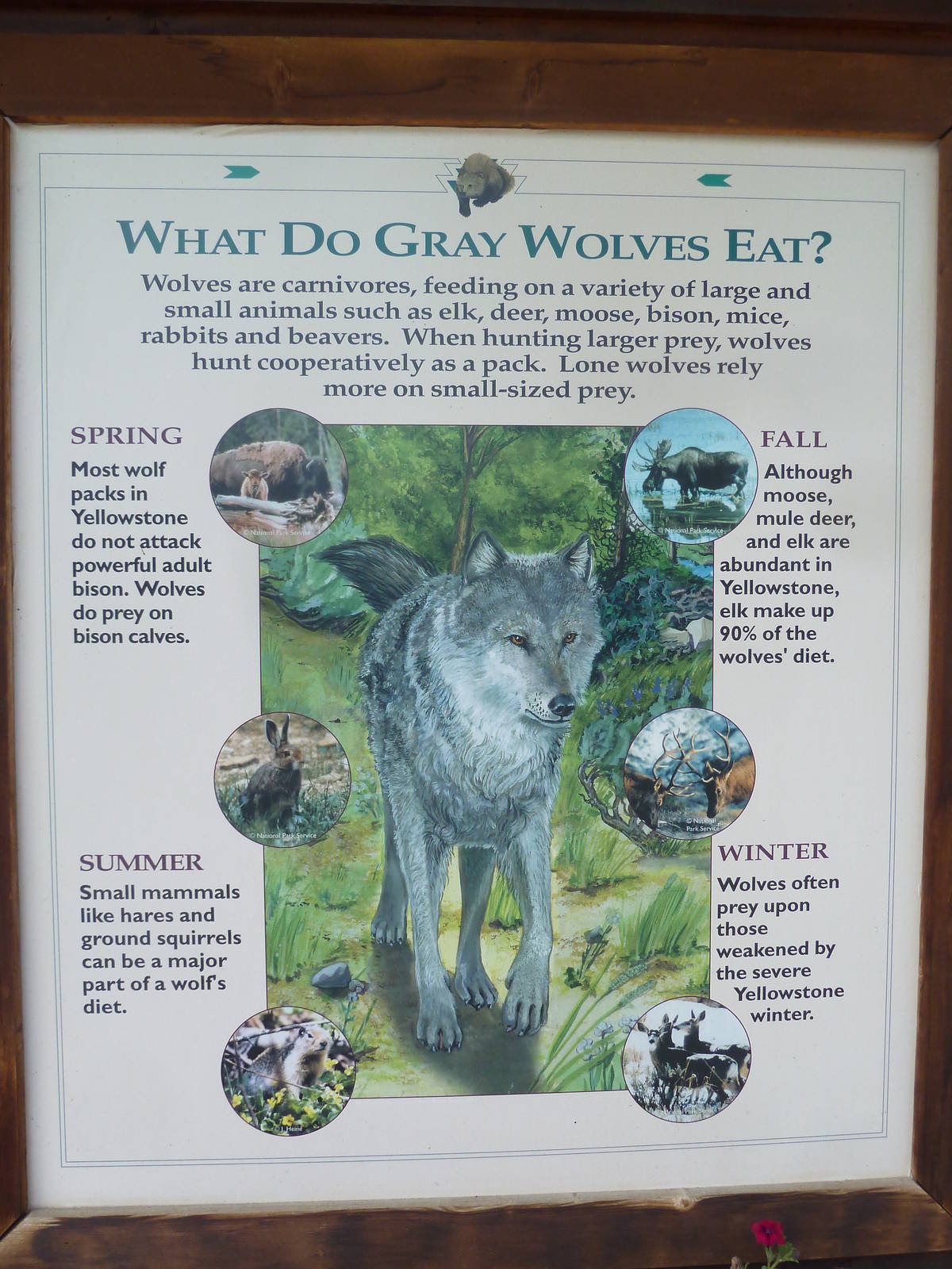 Grey Wolf Sign