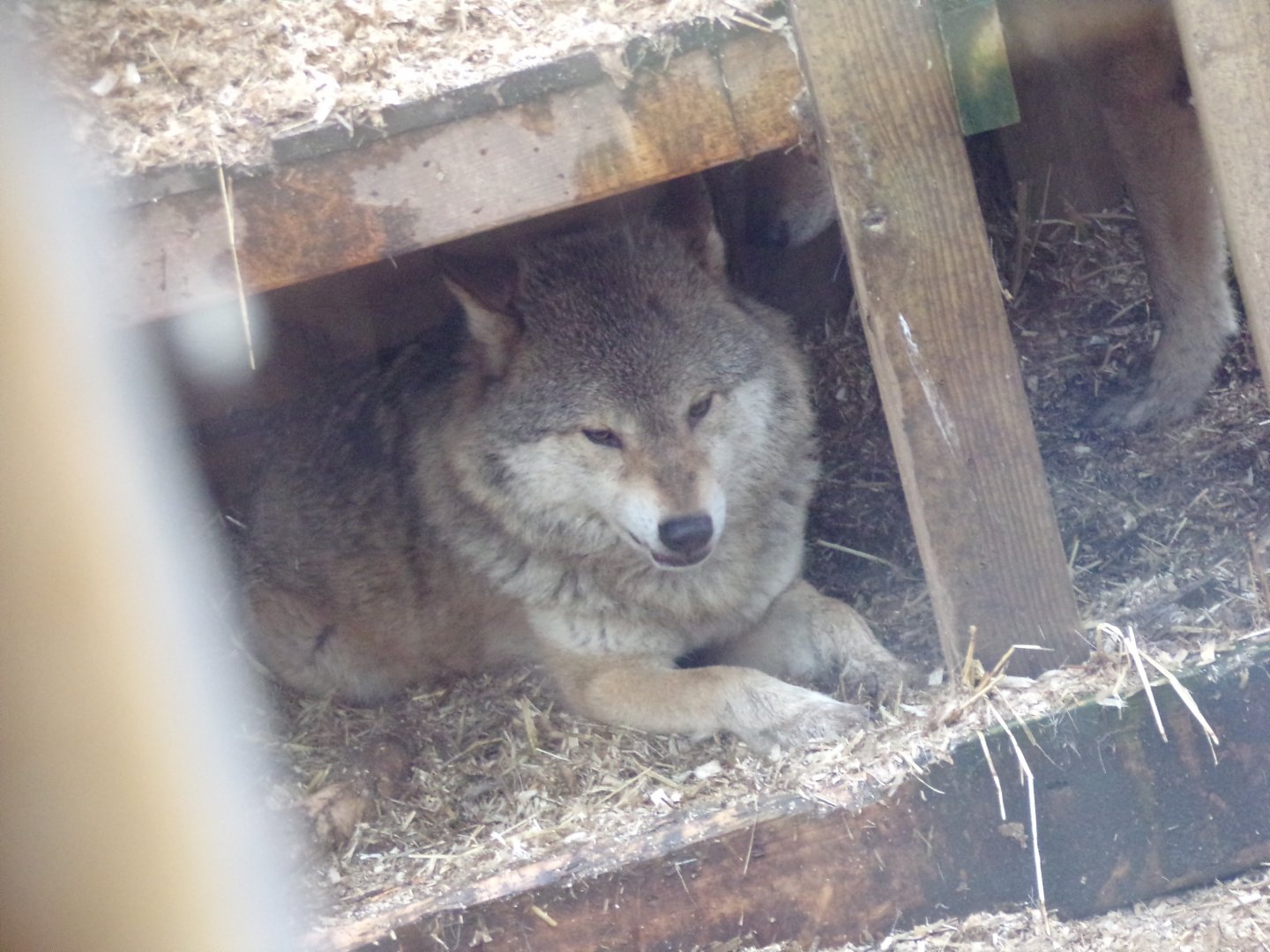 Grey wolf snarling 5.4.24