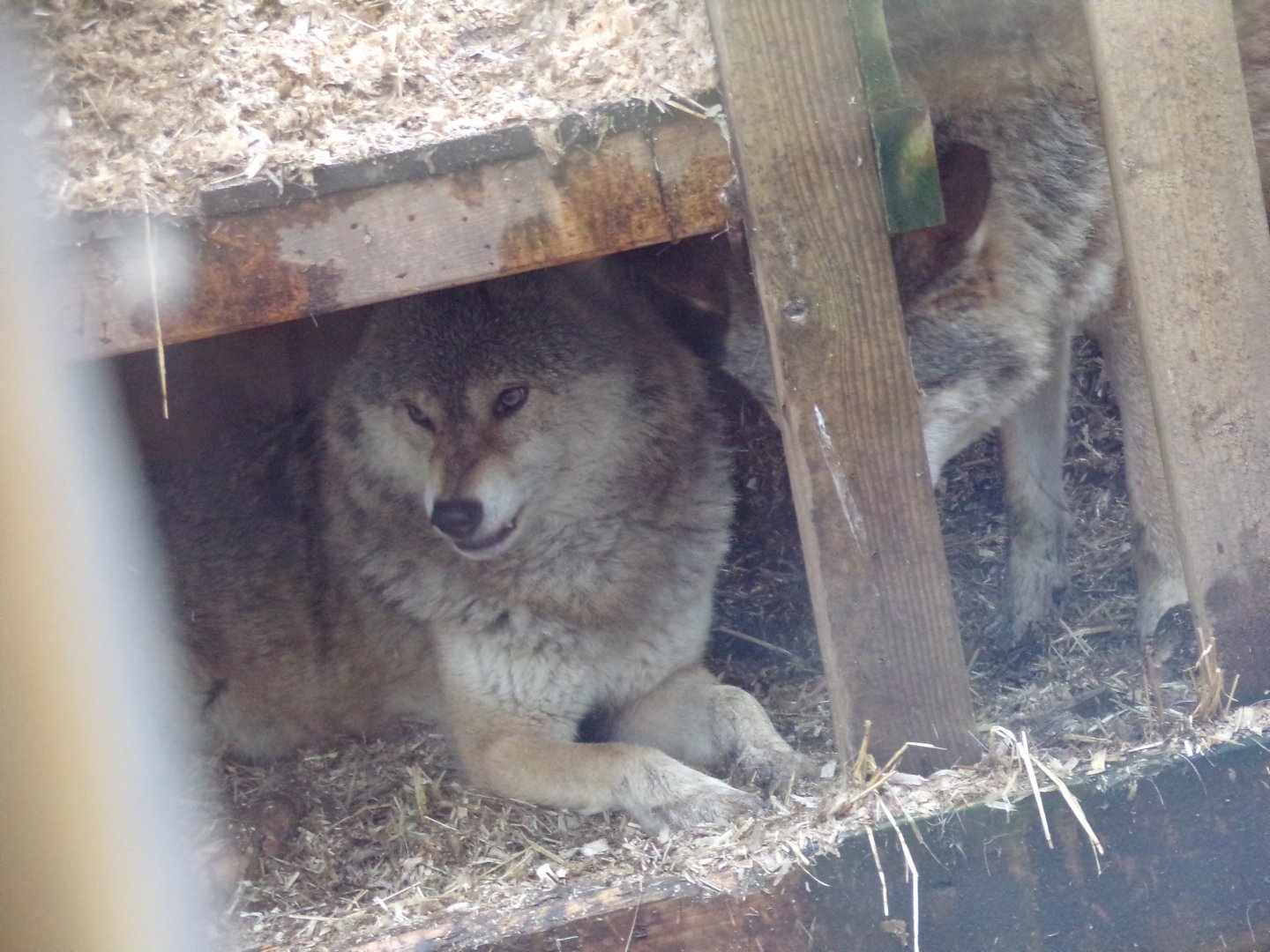 Grey wolf snarling 5.4.24