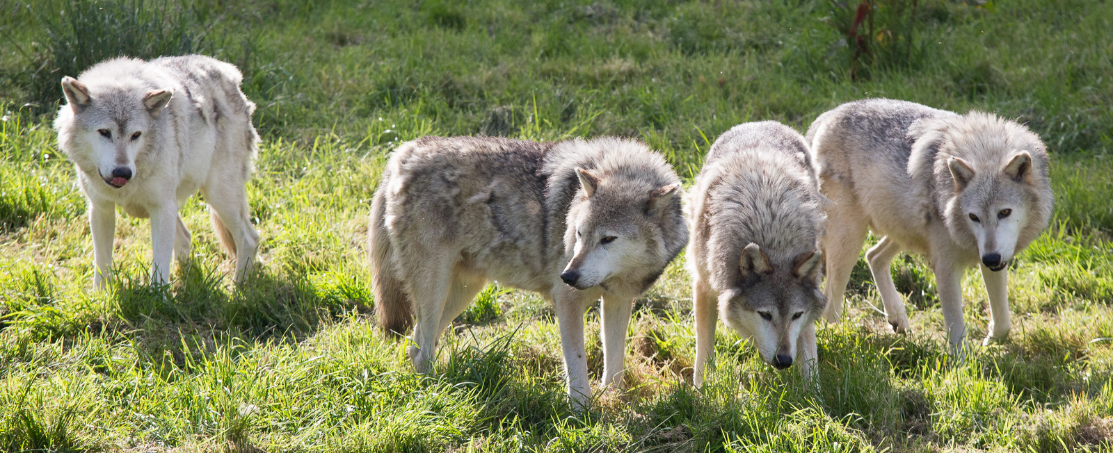 Grey wolf : Whipsnade : 07 Jun 2014