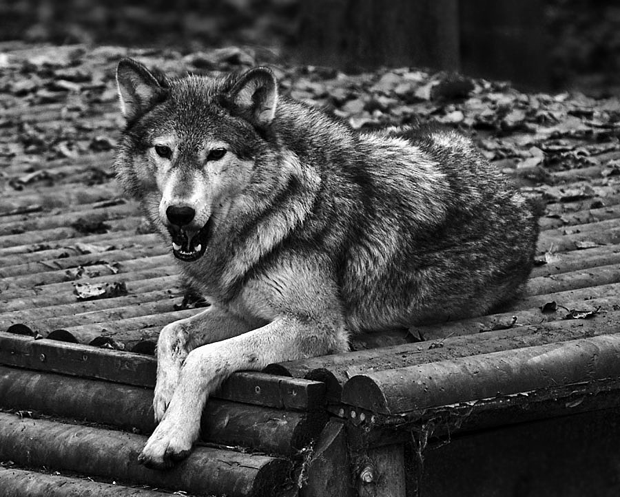 Grey Wolf