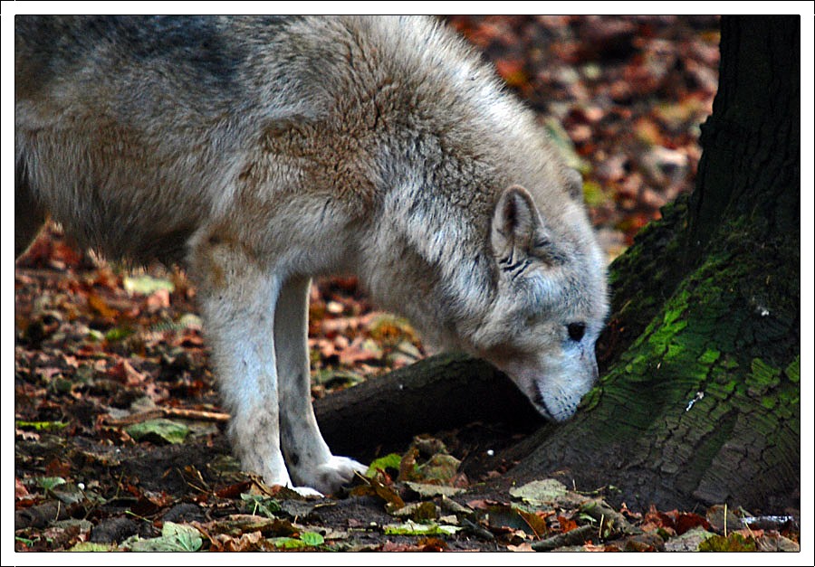 grey wolf