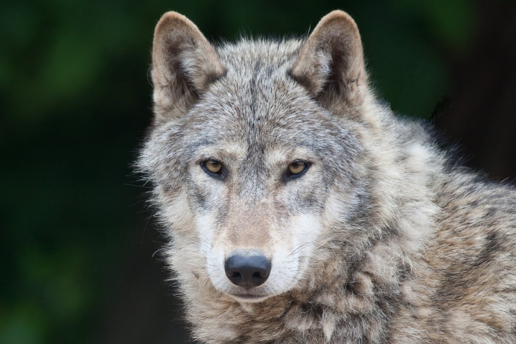 Grey Wolf