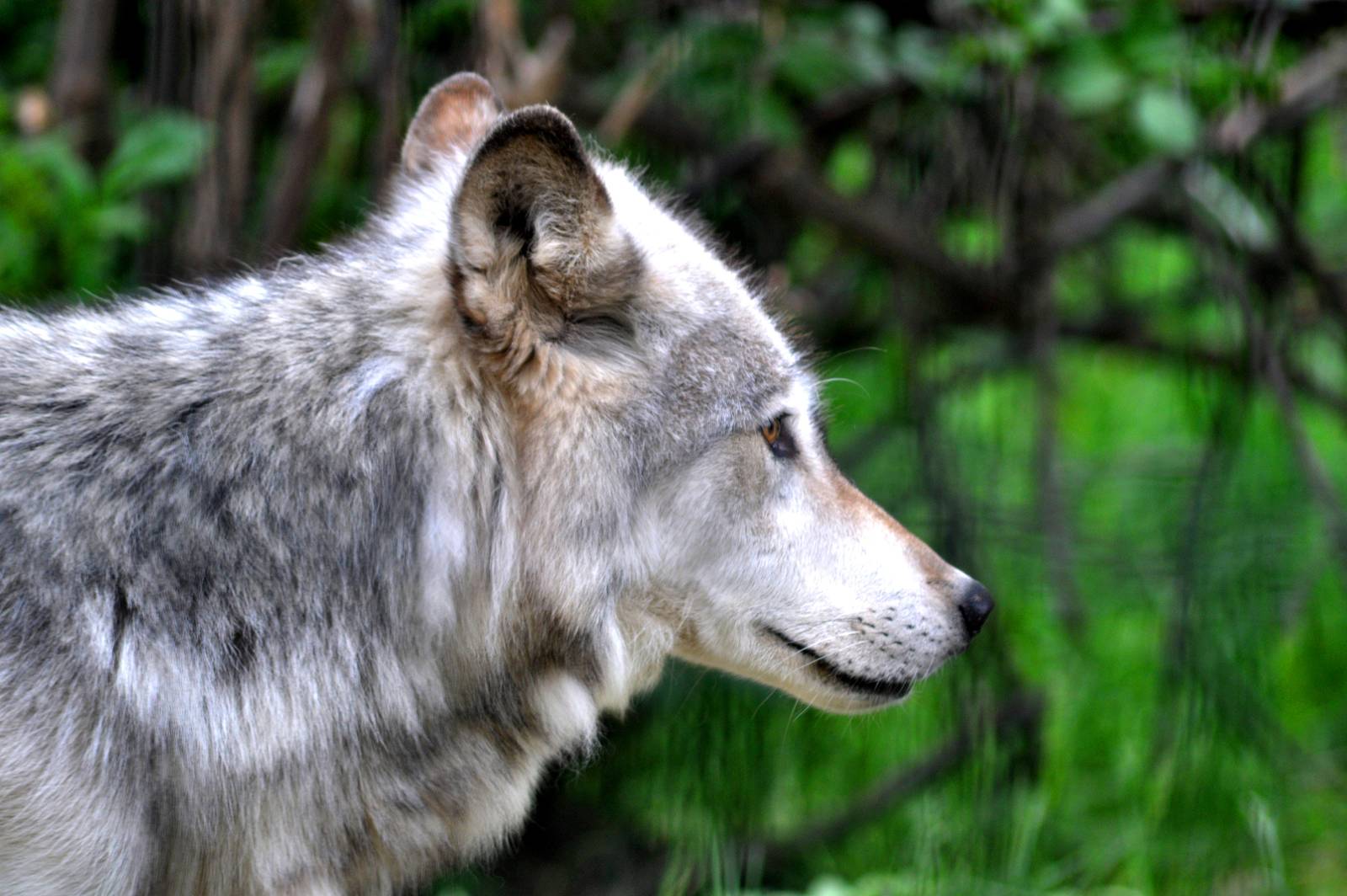 Grey Wolf