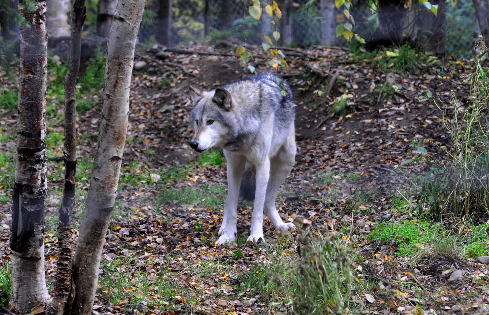 Grey Wolf