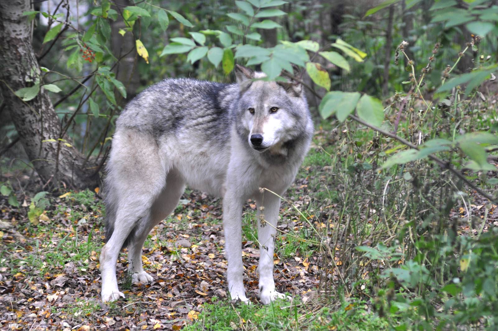 Grey Wolf