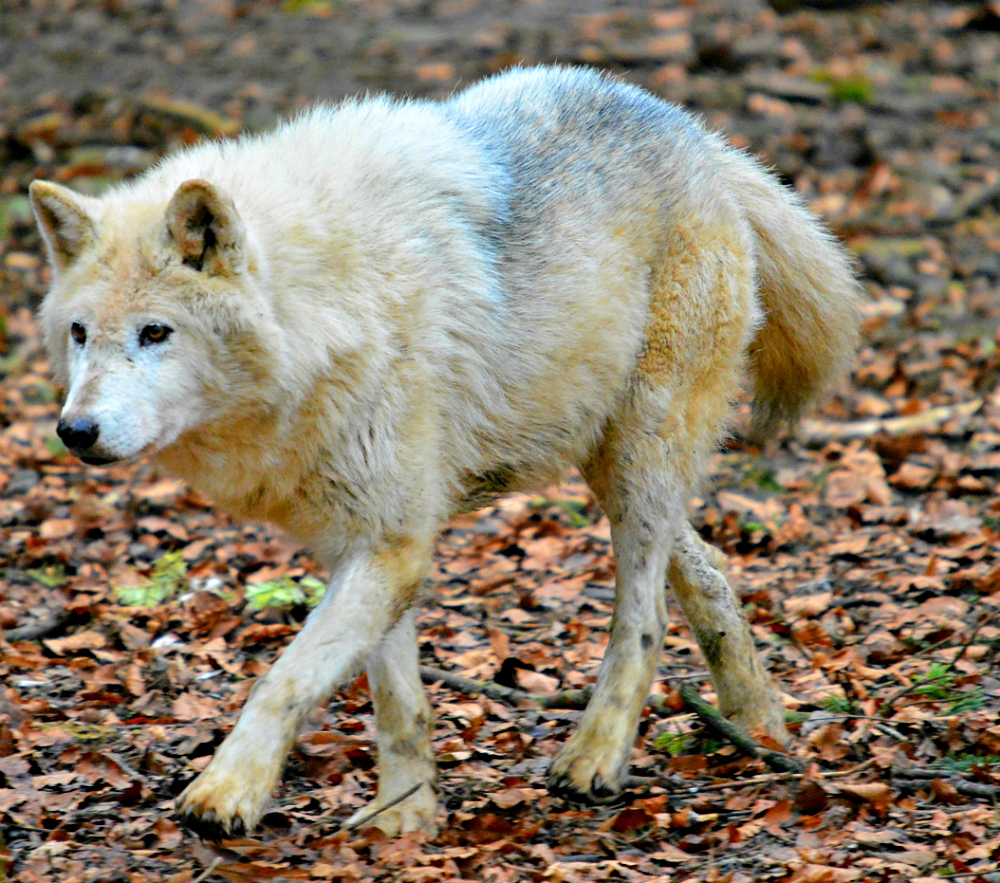 Grey Wolf