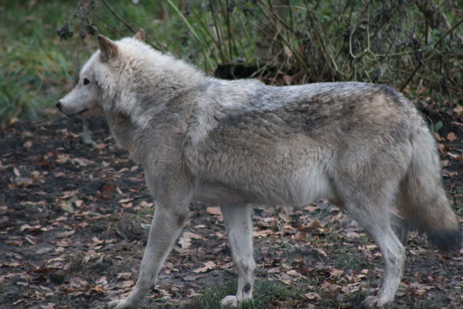 Grey Wolf