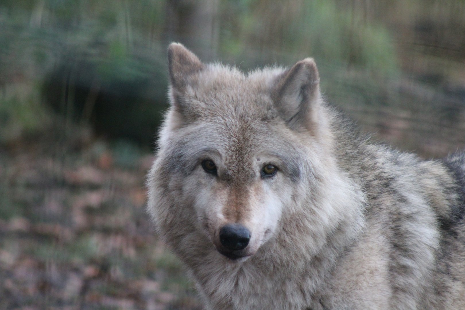 Grey Wolf