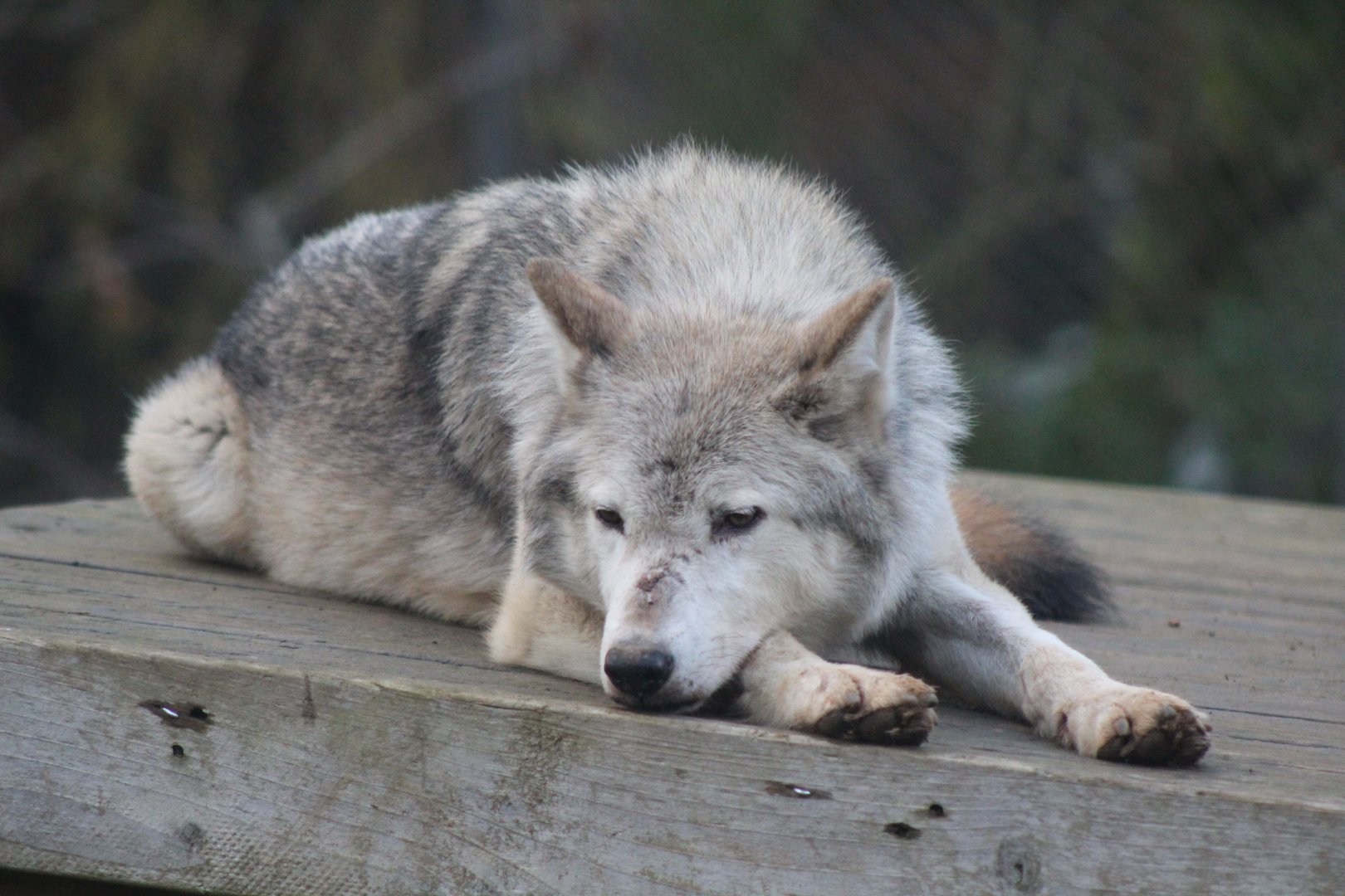 Grey Wolf
