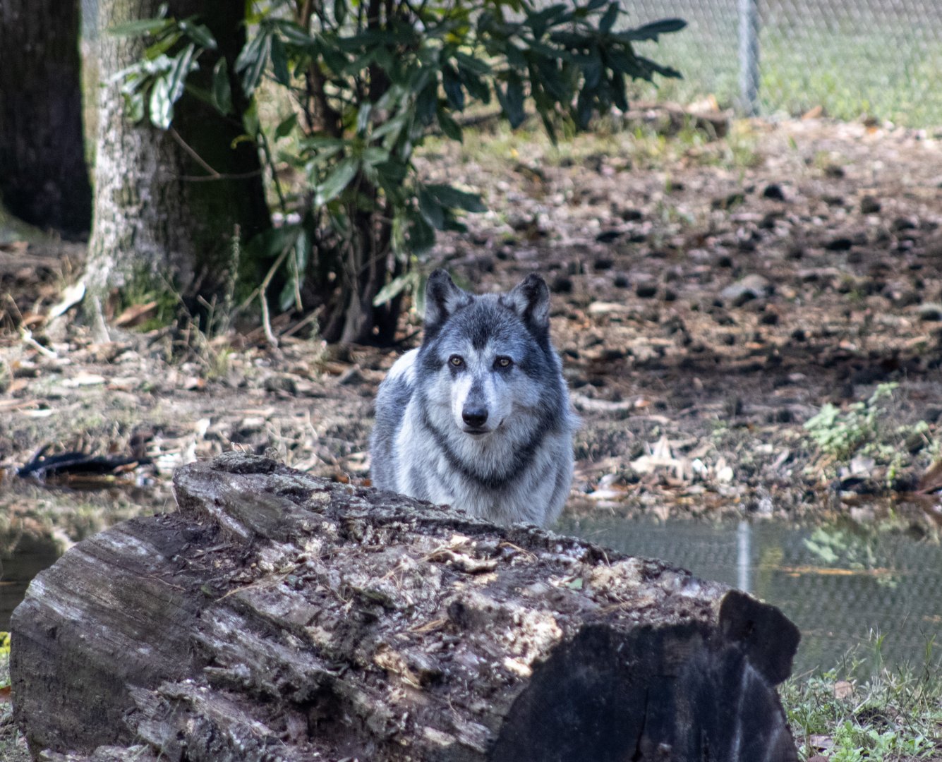 Grey Wolf