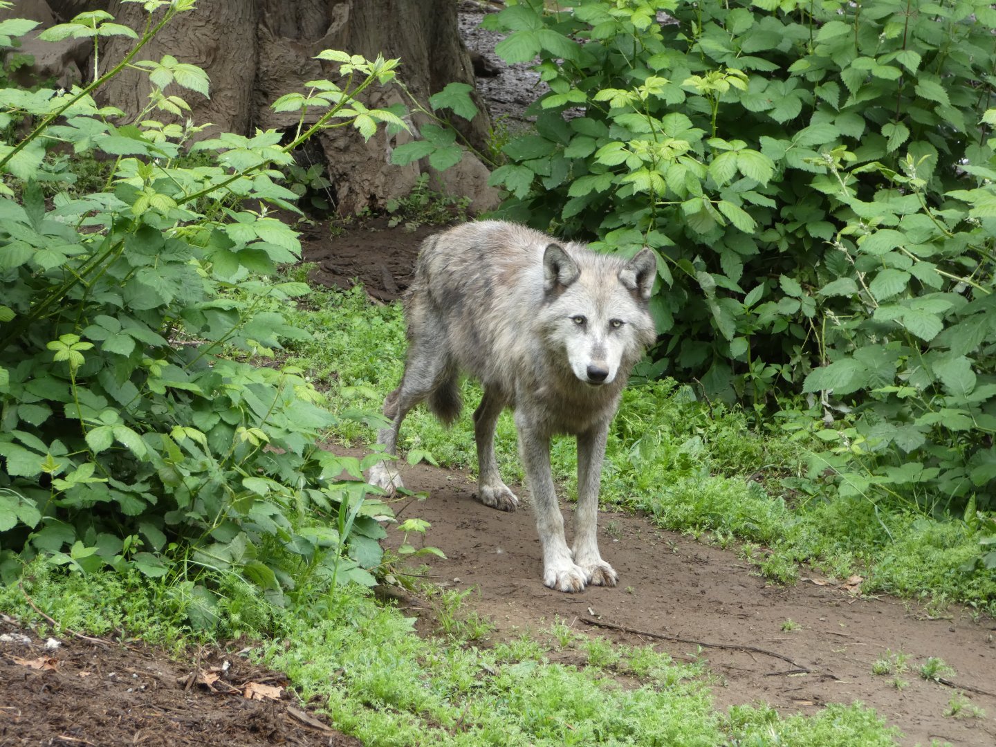 Grey wolf