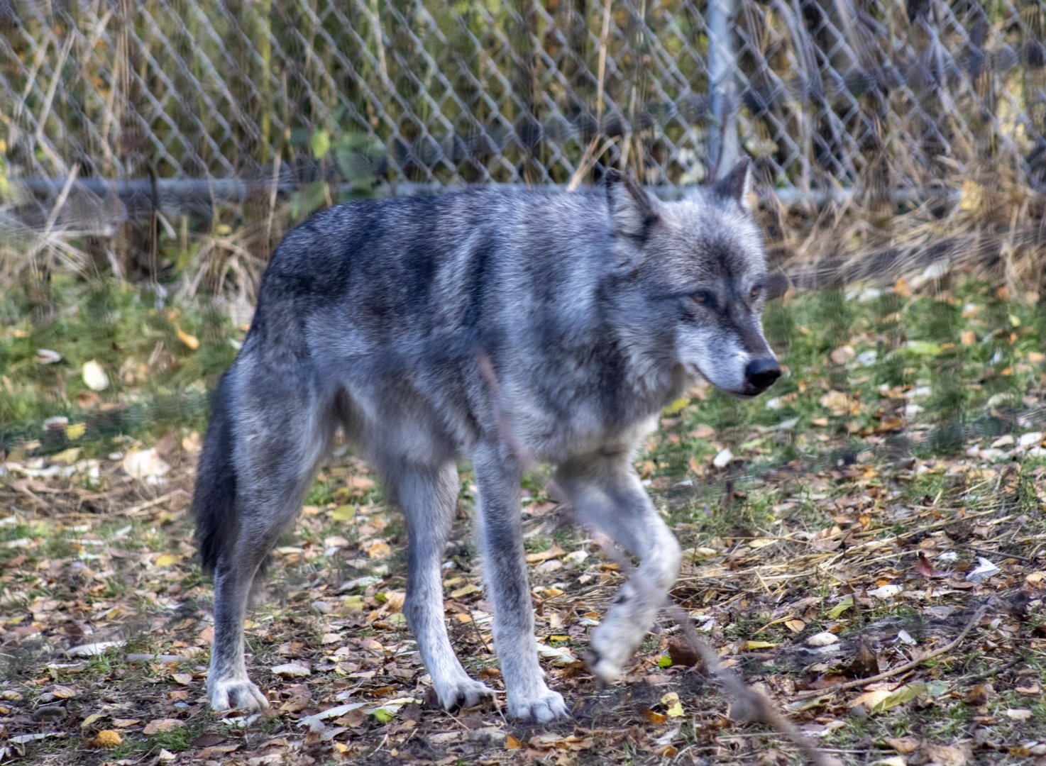 Grey Wolf