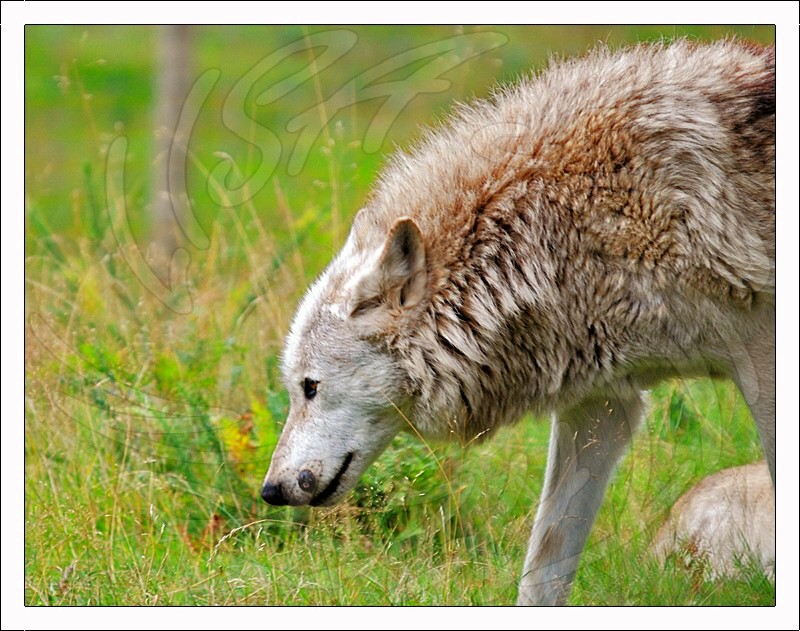 Grey Wolf