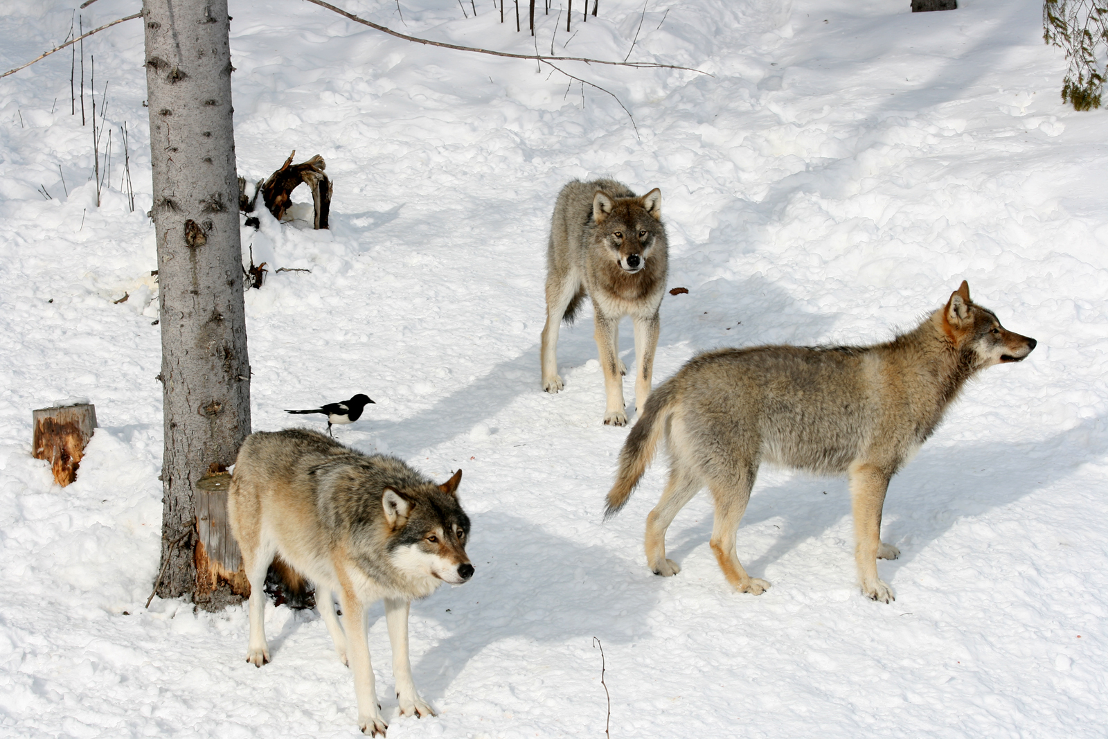 Grey wolfs (Canis lupus)