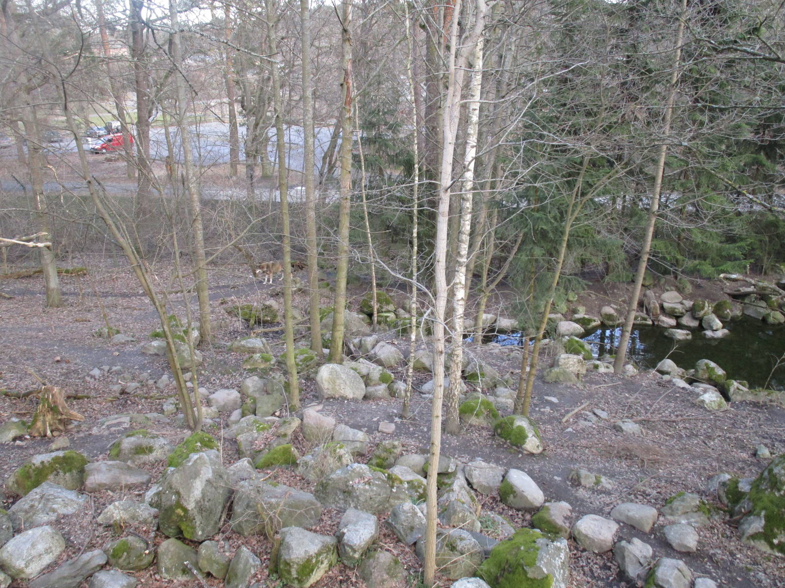 Grey Wolves - 24/03/15