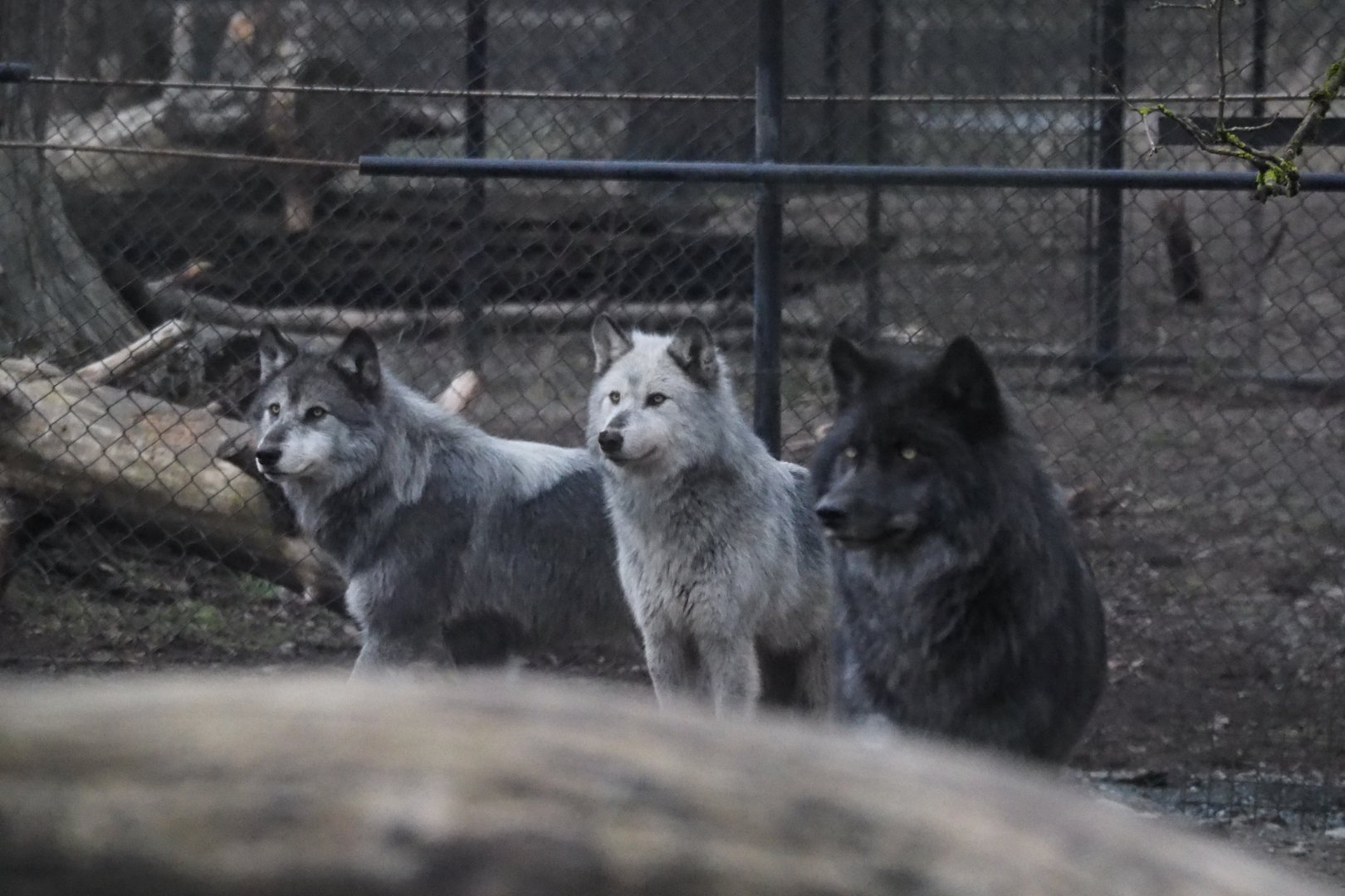 Grey Wolves (Adults) 01/15/2022