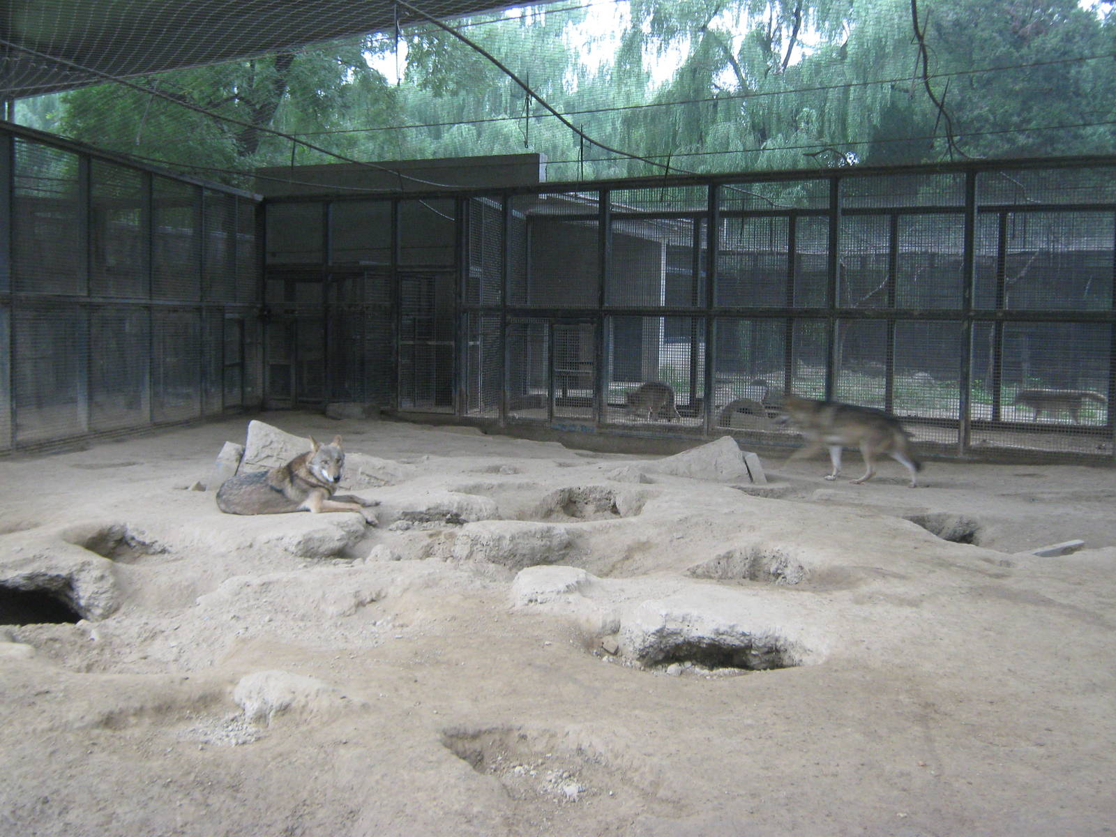 grey wolves (Canis lupus)