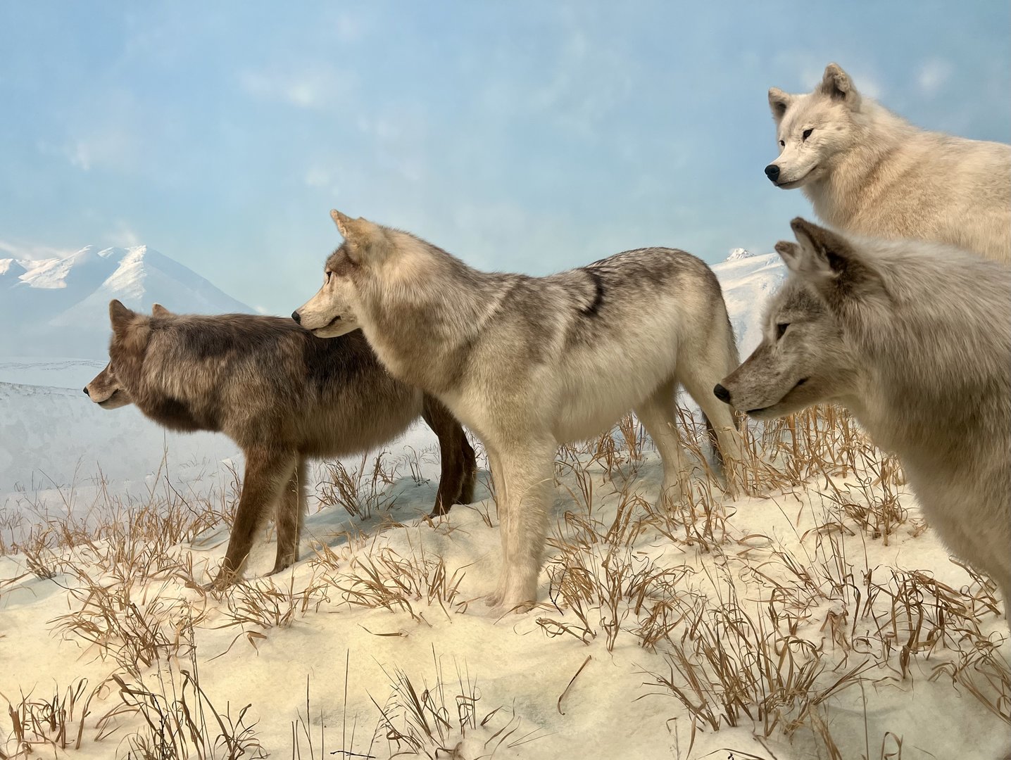 Grey Wolves close view