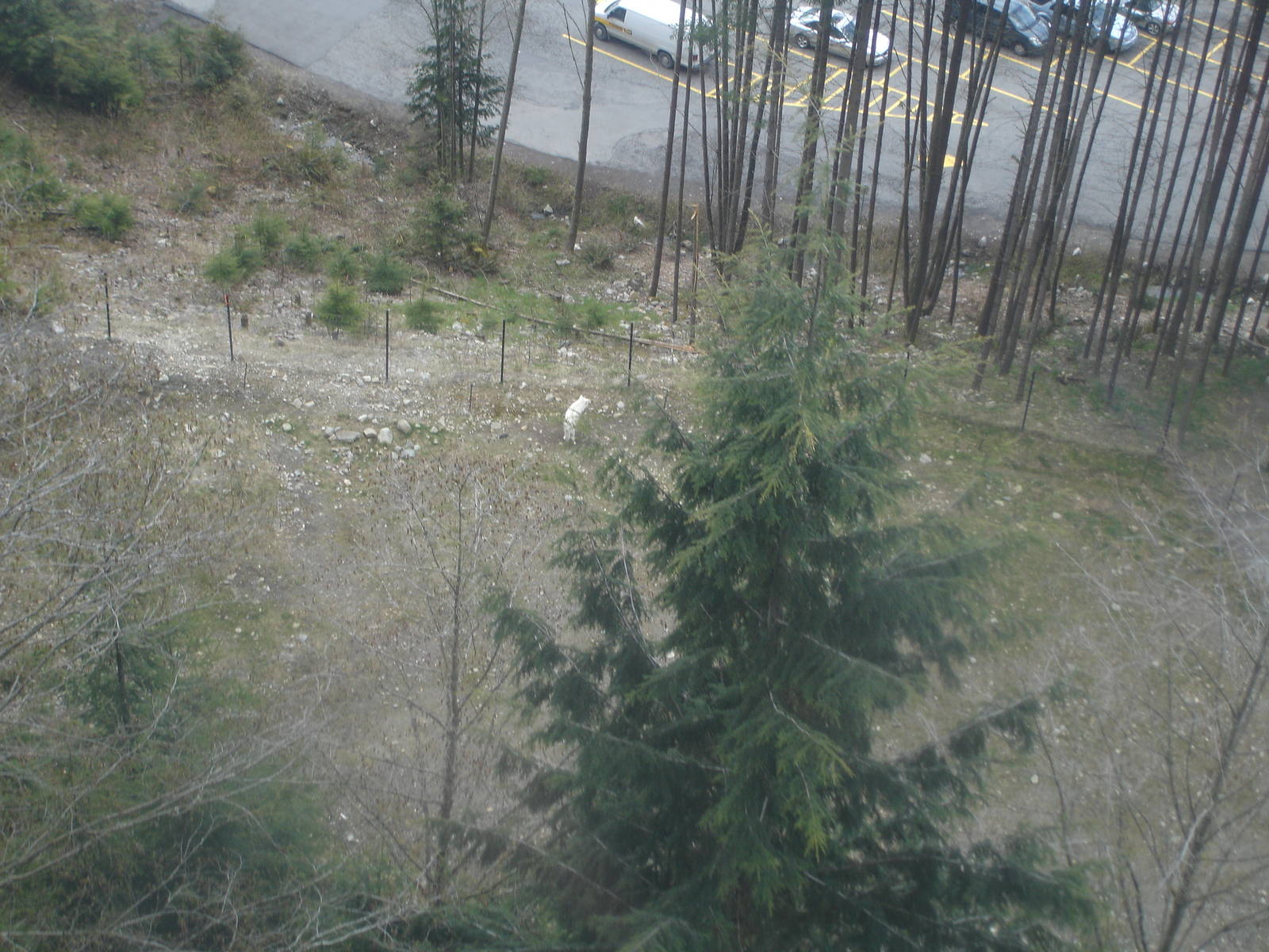 Grey Wolves from Skyride