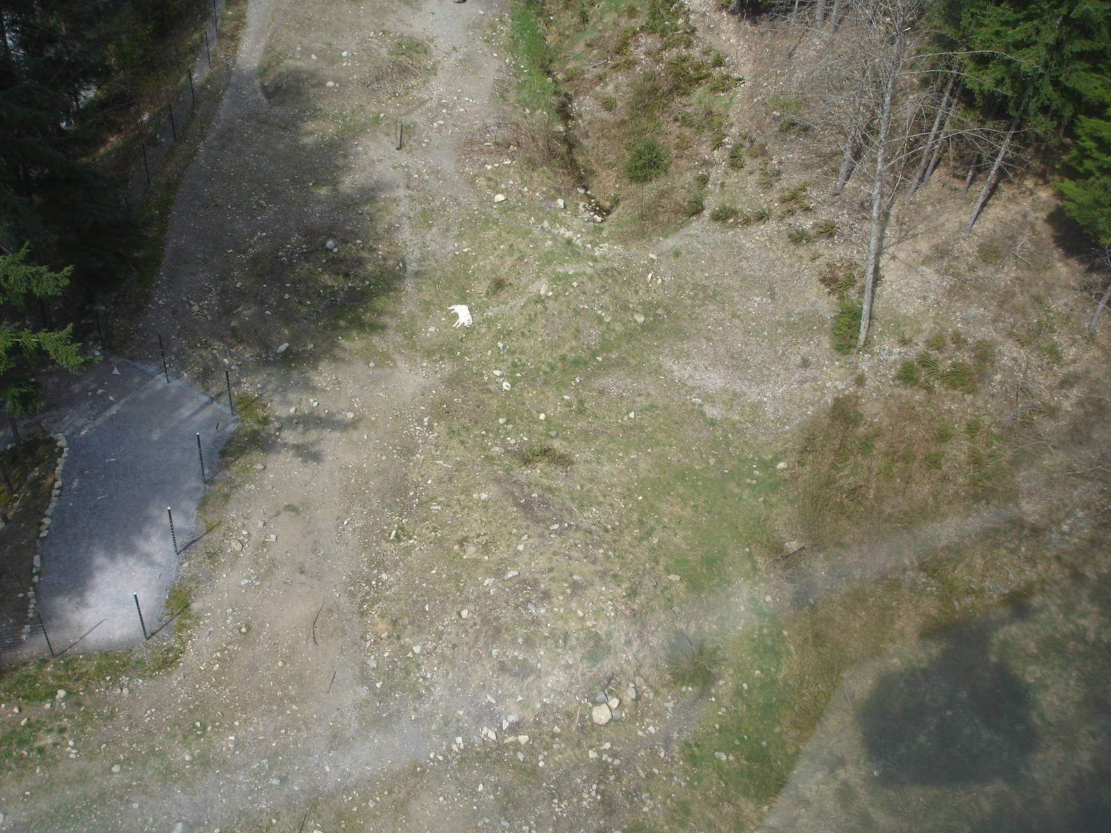 Grey Wolves from Skyride