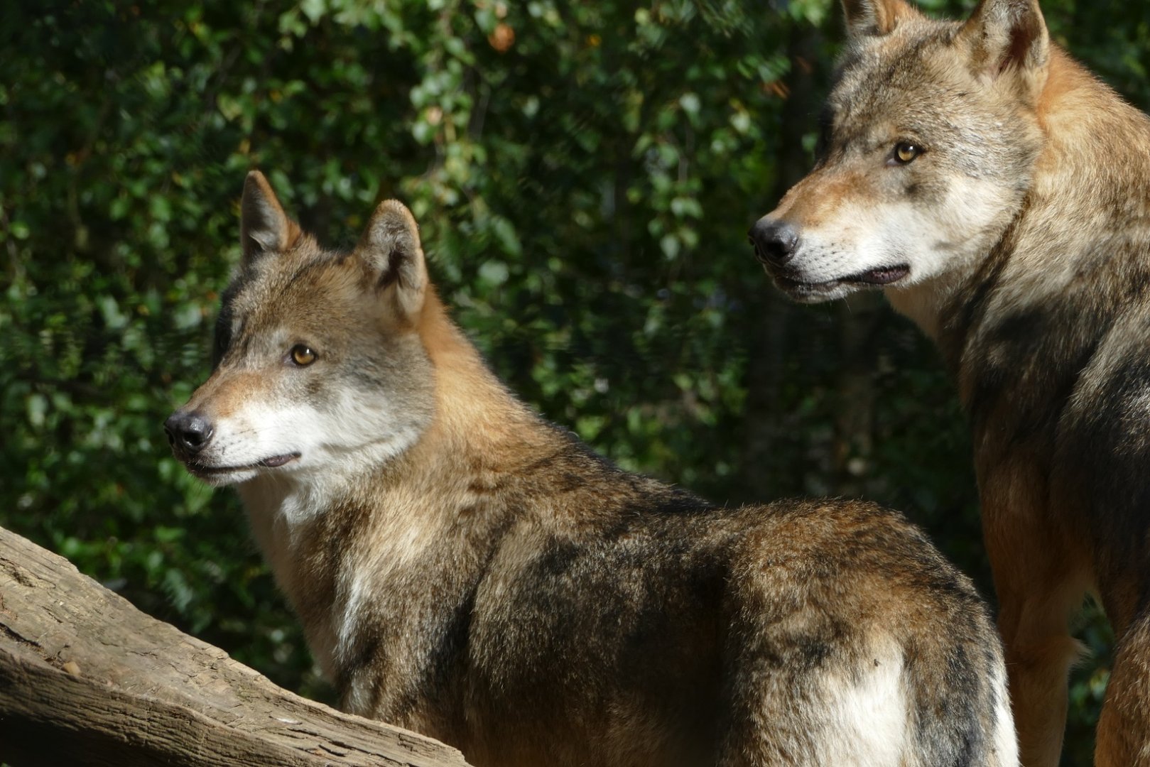 Grey wolves, September 2018