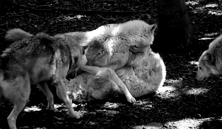 Grey Wolves